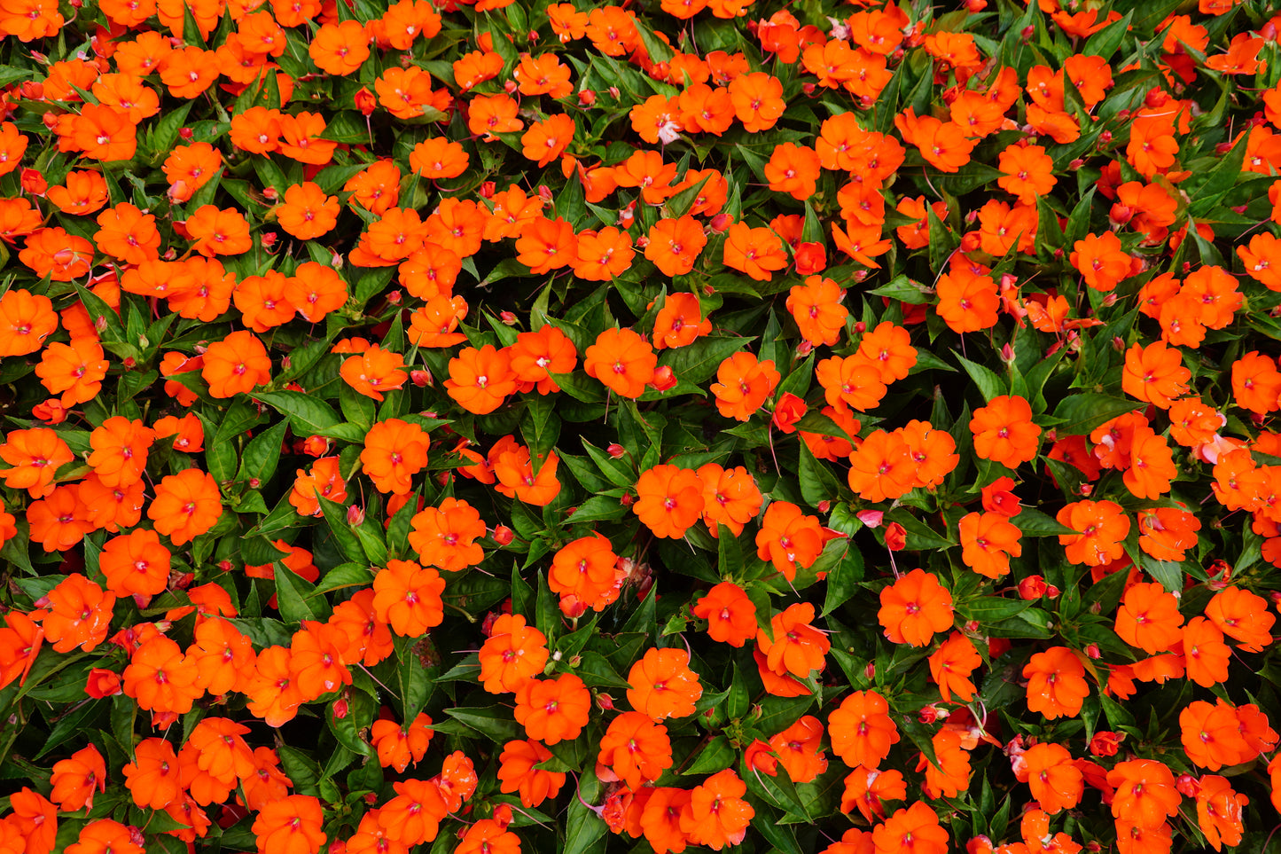 50 DWARF ORANGE IMPATIENS Walleriana Part Sun or Full Shade Flower Seeds