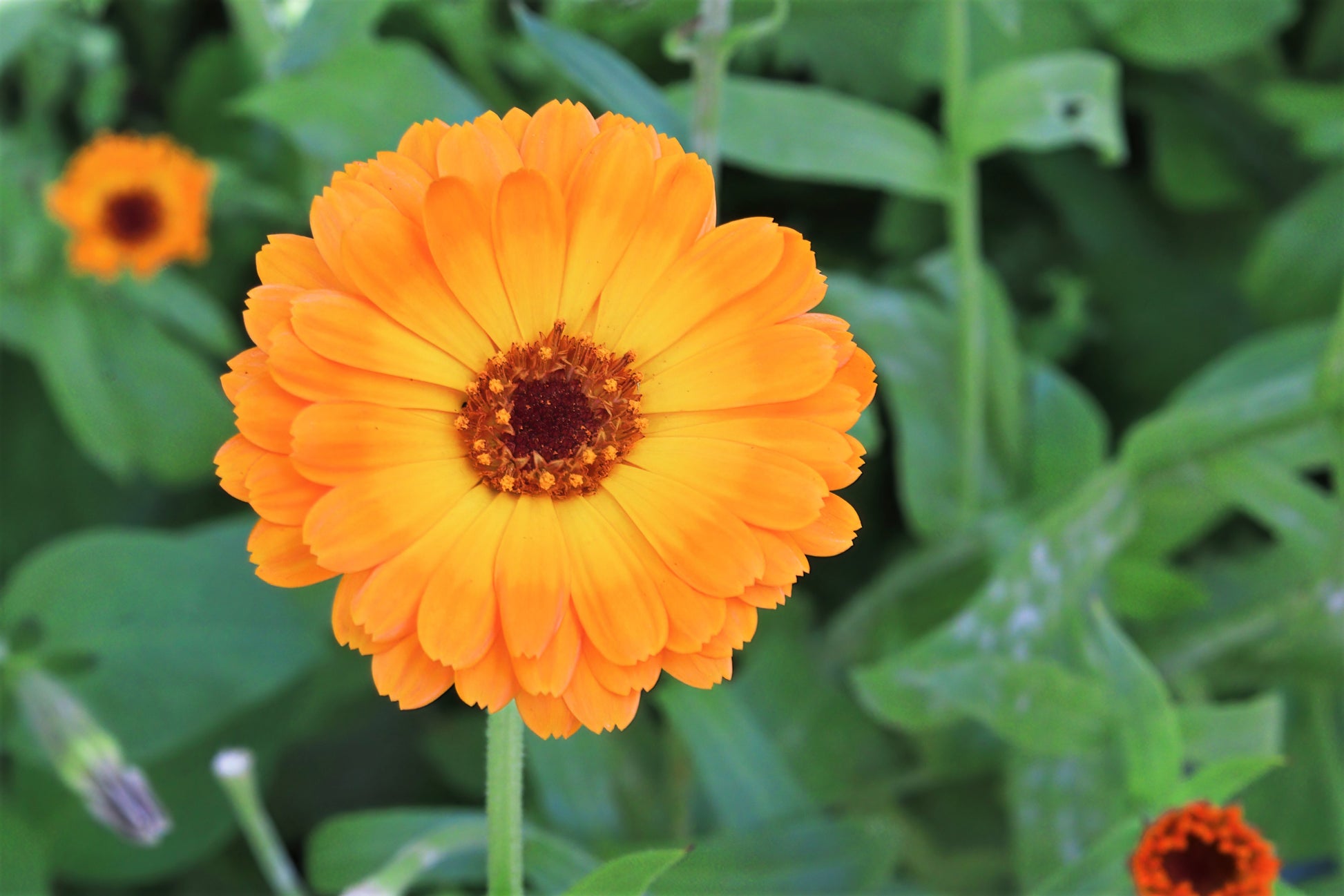 pot marigold seeds 100 ORANGE ENGLISH MARIGOLD (Scotch / Pot Marigold) Calendula Officina – Seedville USA