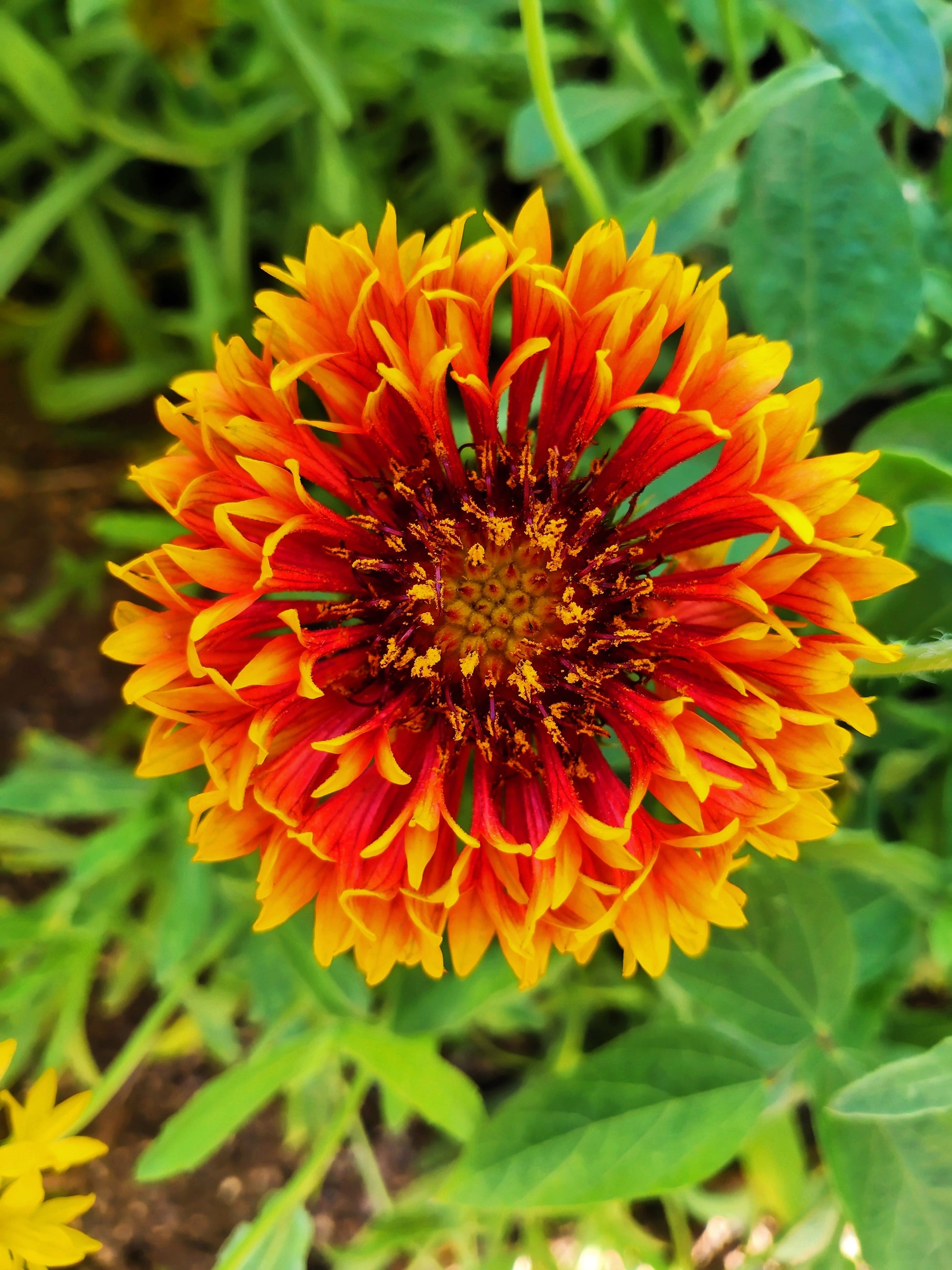 indian plant seeds in usa 30 SUNDANCE BICOLOR GAILLARDIA Pulchella Indian Blanket Flower Seeds
