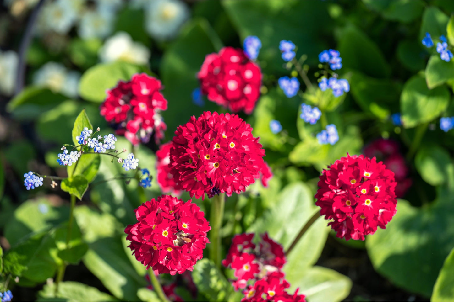 30 RED DRUMSTICK PRIMROSE Primula Denticulata Himalayan Moist Flower Seeds