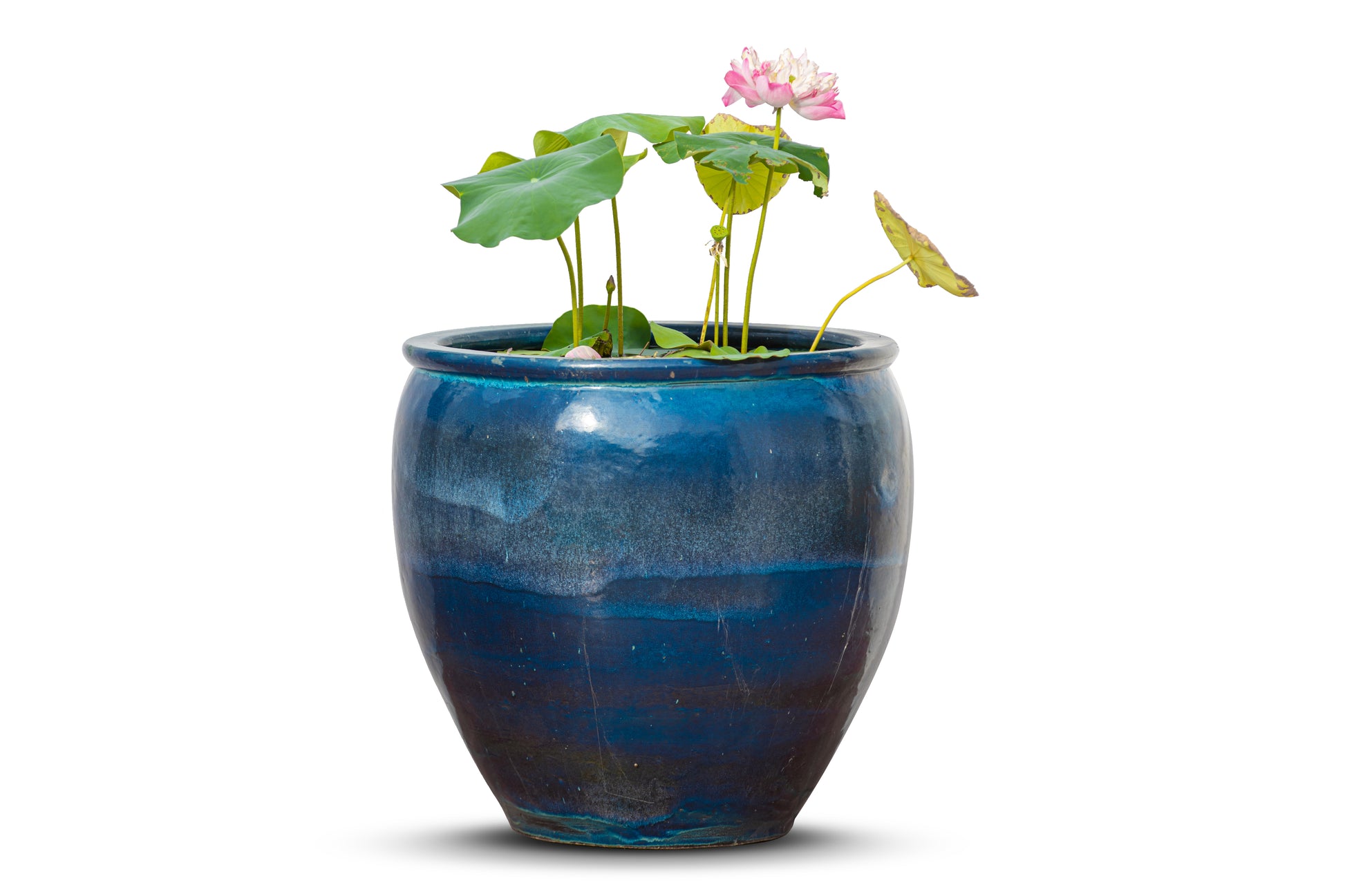 lotus planter pot 5 BOWL LOTUS Mixed Colors Dwarf Nelumbo Nucifera Aquatic Flower Seeds – Seedville USA