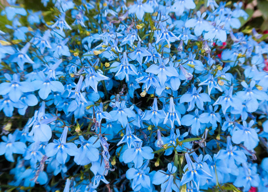 200 SKY BLUE LOBELIA Regatta Lobelia Erinus Flower Seeds