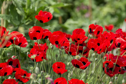 500 ORIENTAL RED Mix POPPY Papaver Orientale Flower Seeds