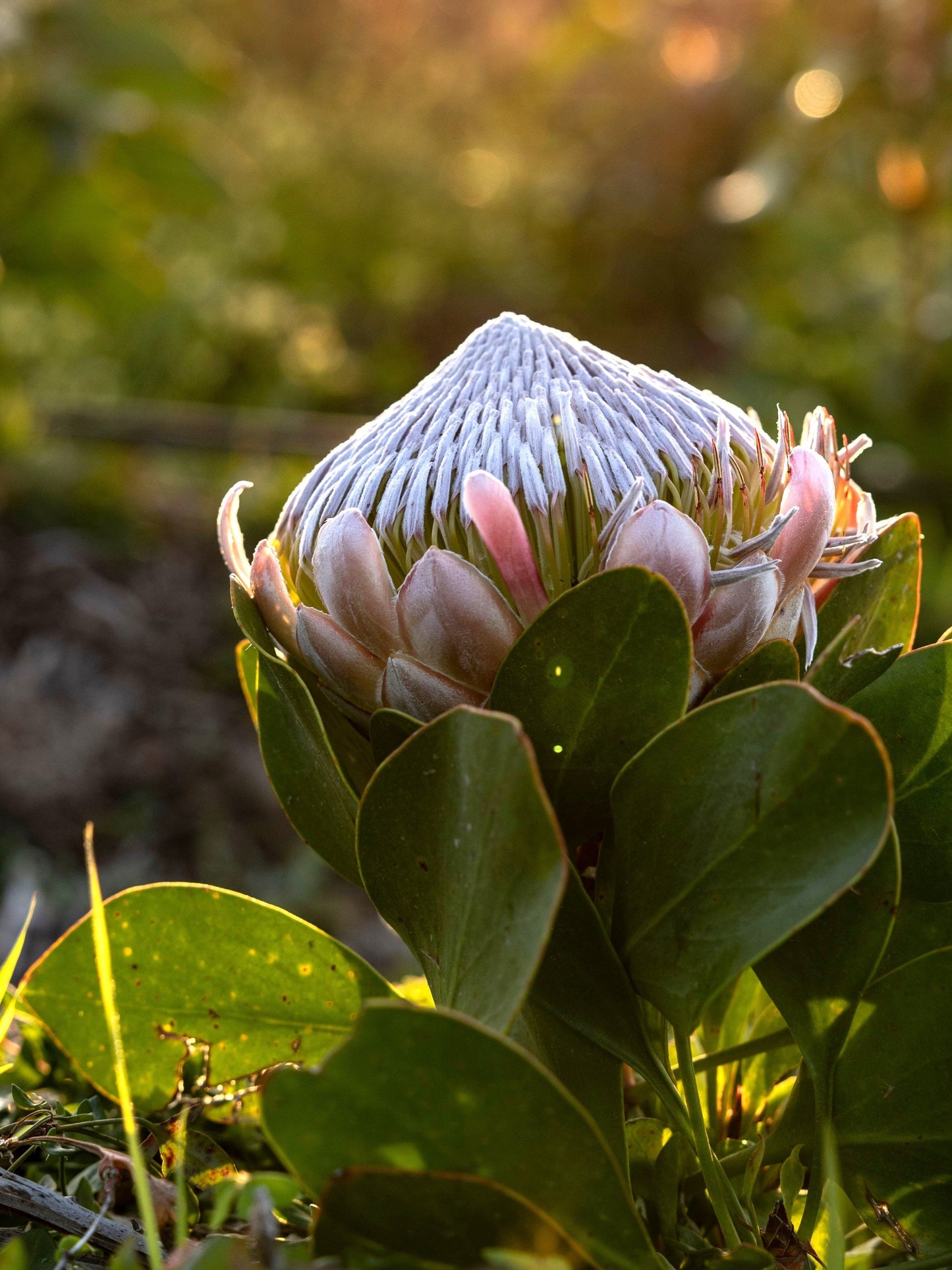 5 QUEEN PROTEA Magnifica Sugarbush Rare 8" Flower Seeds