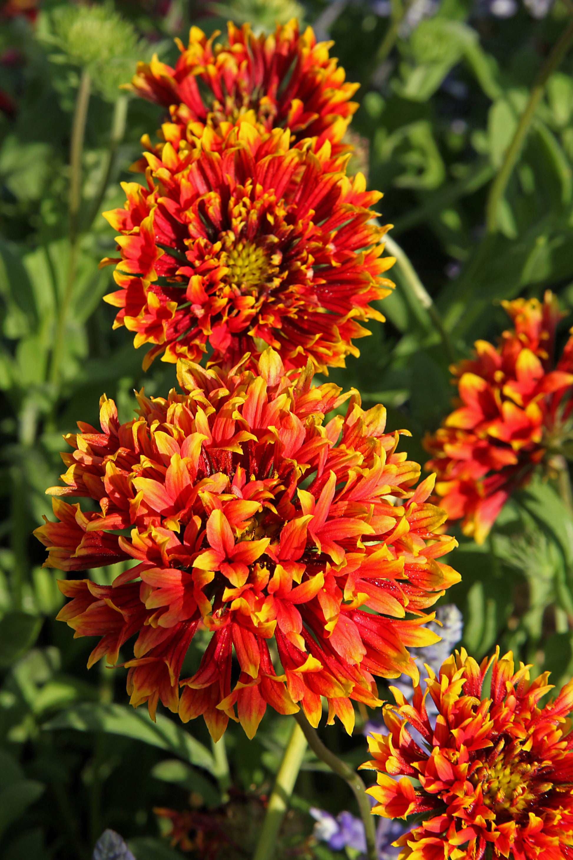 indian flower seeds 30 SUNDANCE BICOLOR GAILLARDIA Pulchella Indian Blanket Flower Seeds