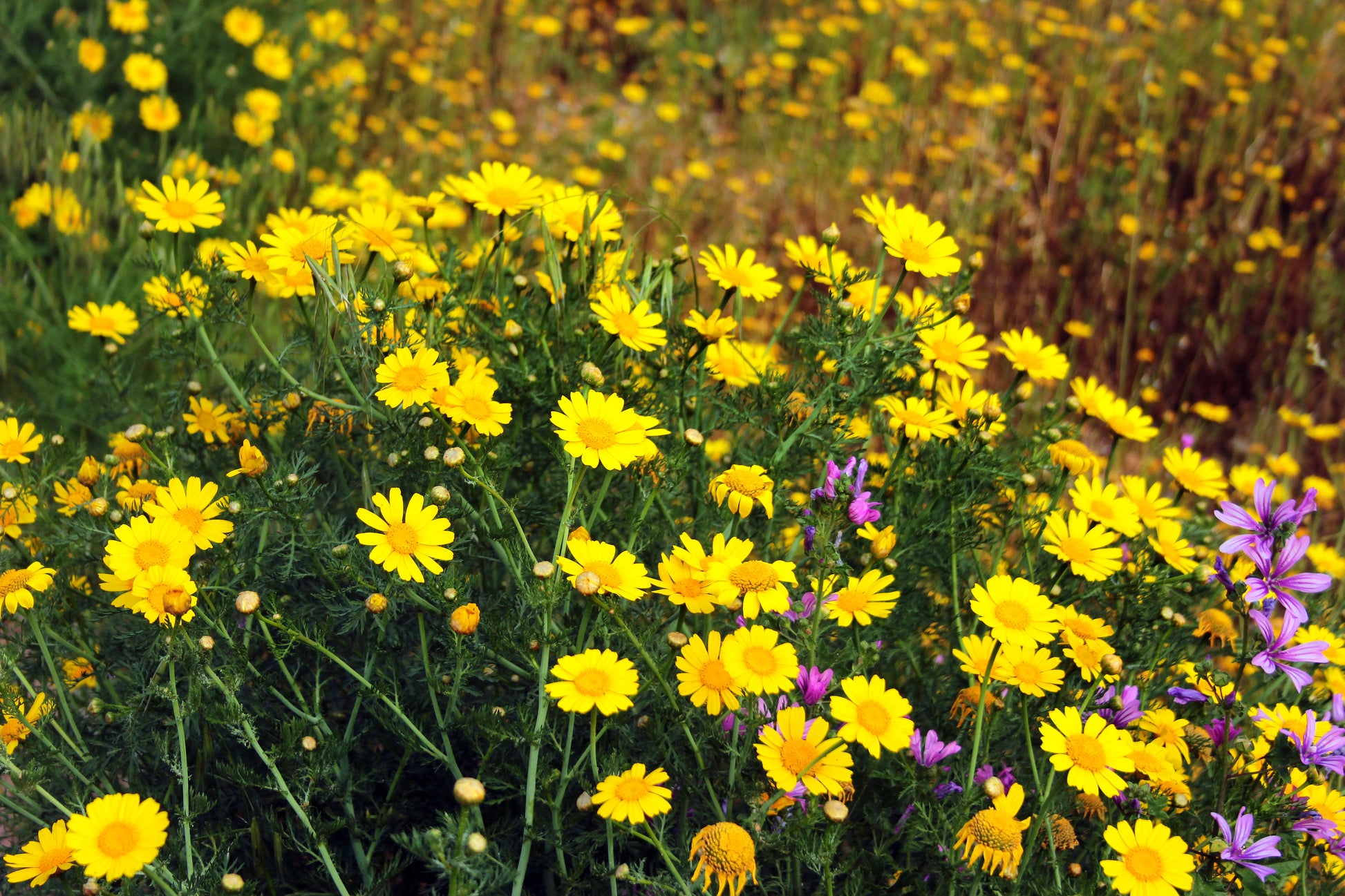 yellow seed plant 500 YELLOW CHRYSANTHEMUM Flower Seeds – Seedville USA