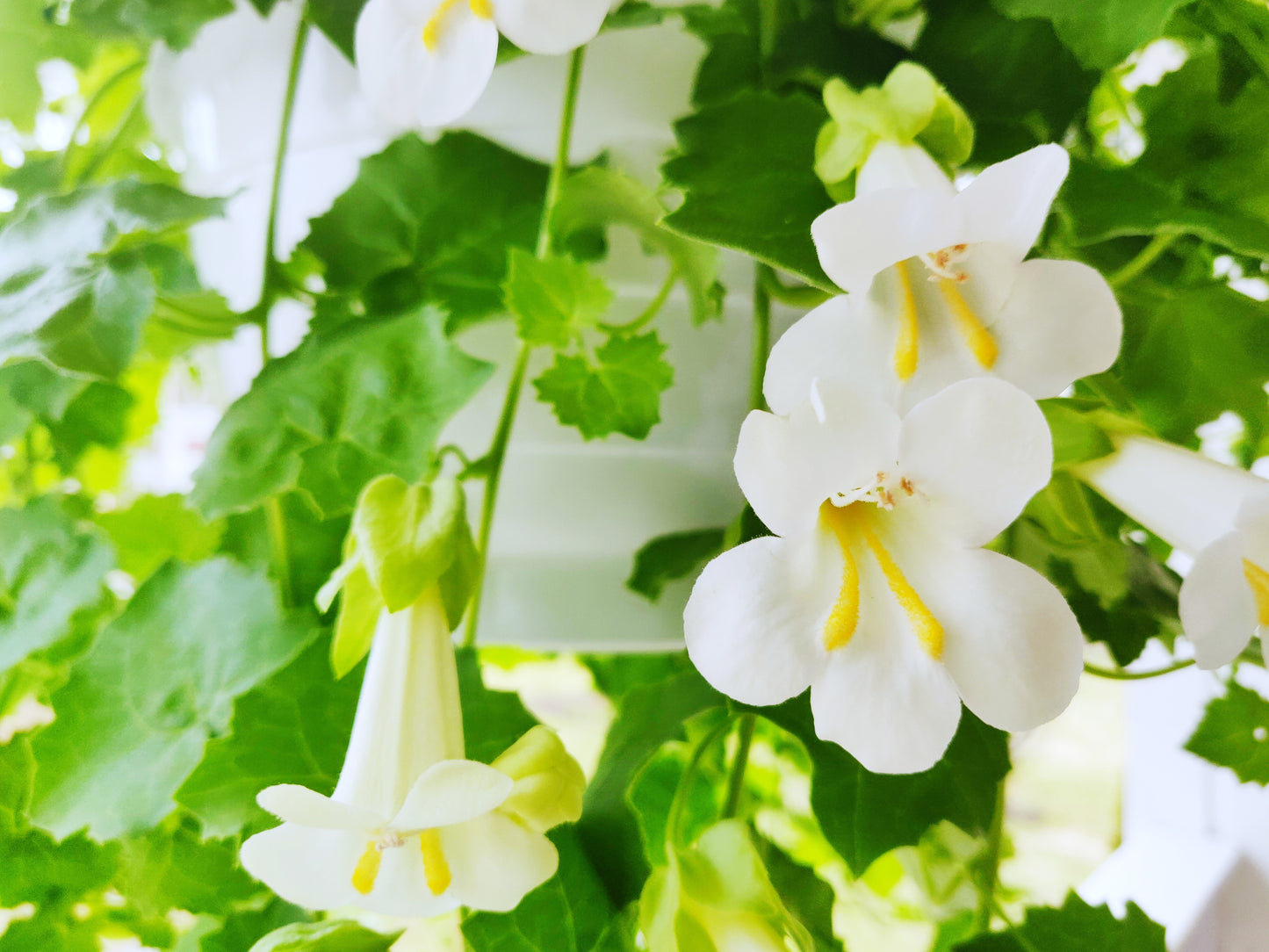 10 MIXED DRAGONSNAP VINE Asarina Scandens Climbing Snapdragon Pink Blue Red White Flower Seeds