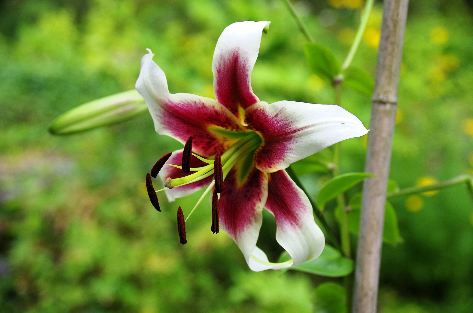 maroon and white lily 5 NEPAL LILY Green & Maroon Lilium Nepalense Fragrant Flower Seeds
