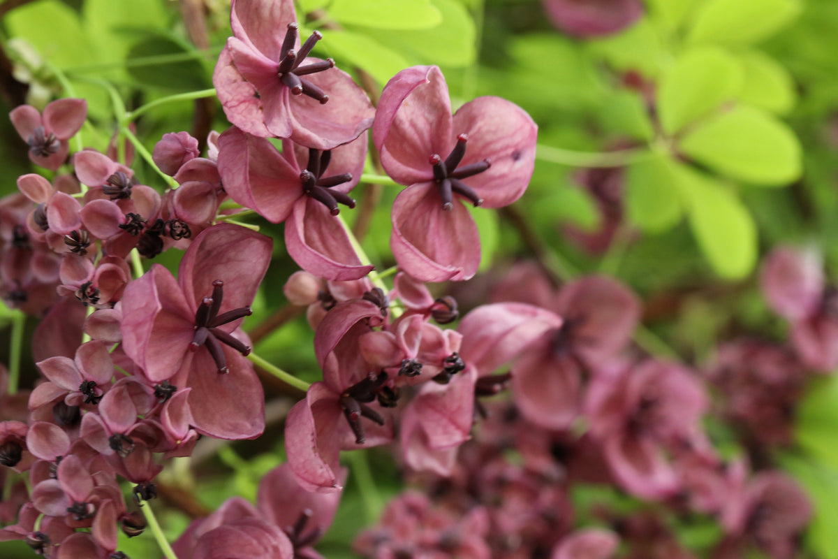 100 - 1000 Bulk CHOCOLATE VINE Edible Fruit Akebia Quinata Fragrant Flower Seeds
