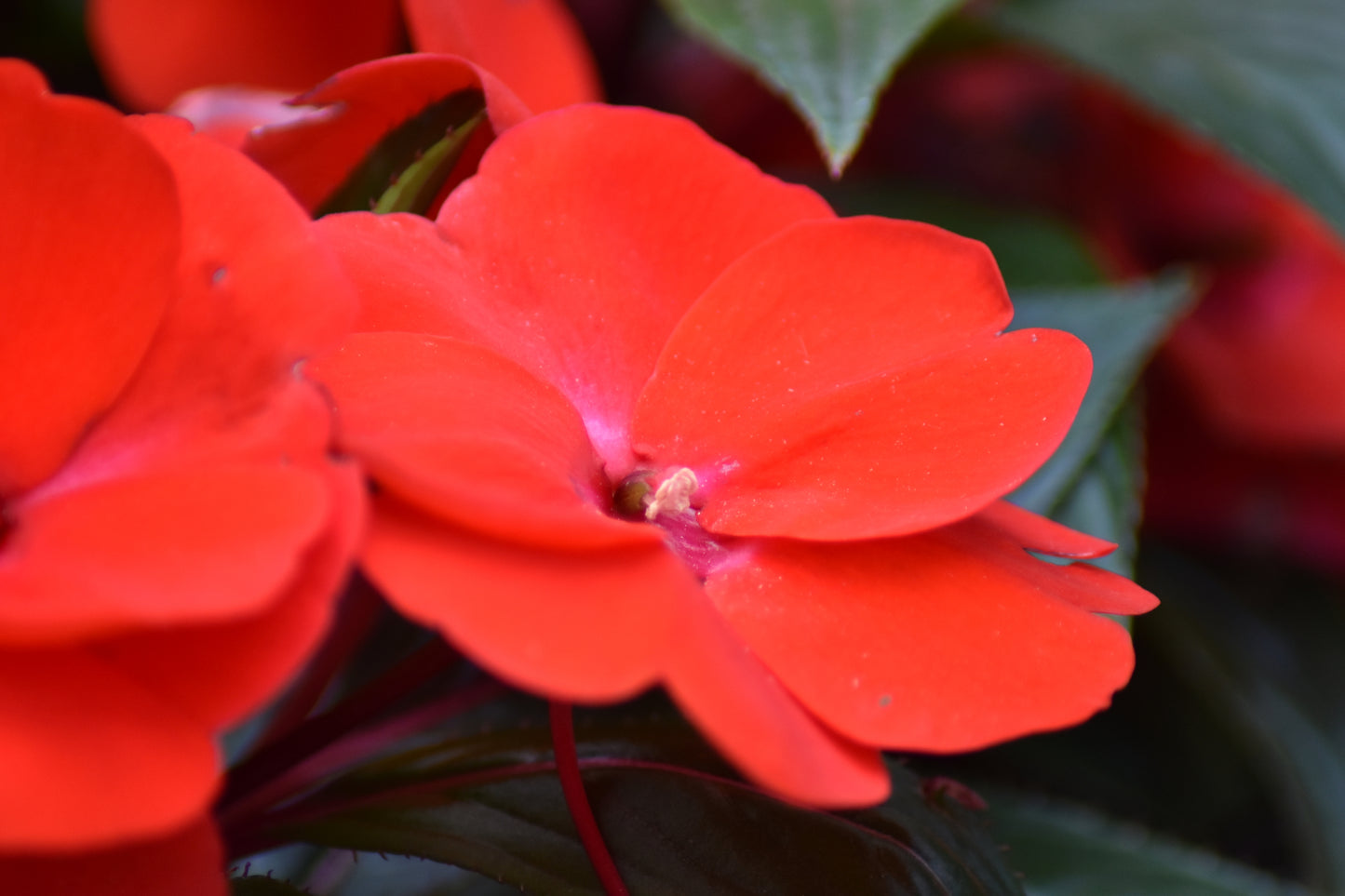 50 DWARF RED IMPATIENS Scarlet Walleriana Sun or Full Shade Flower Seeds