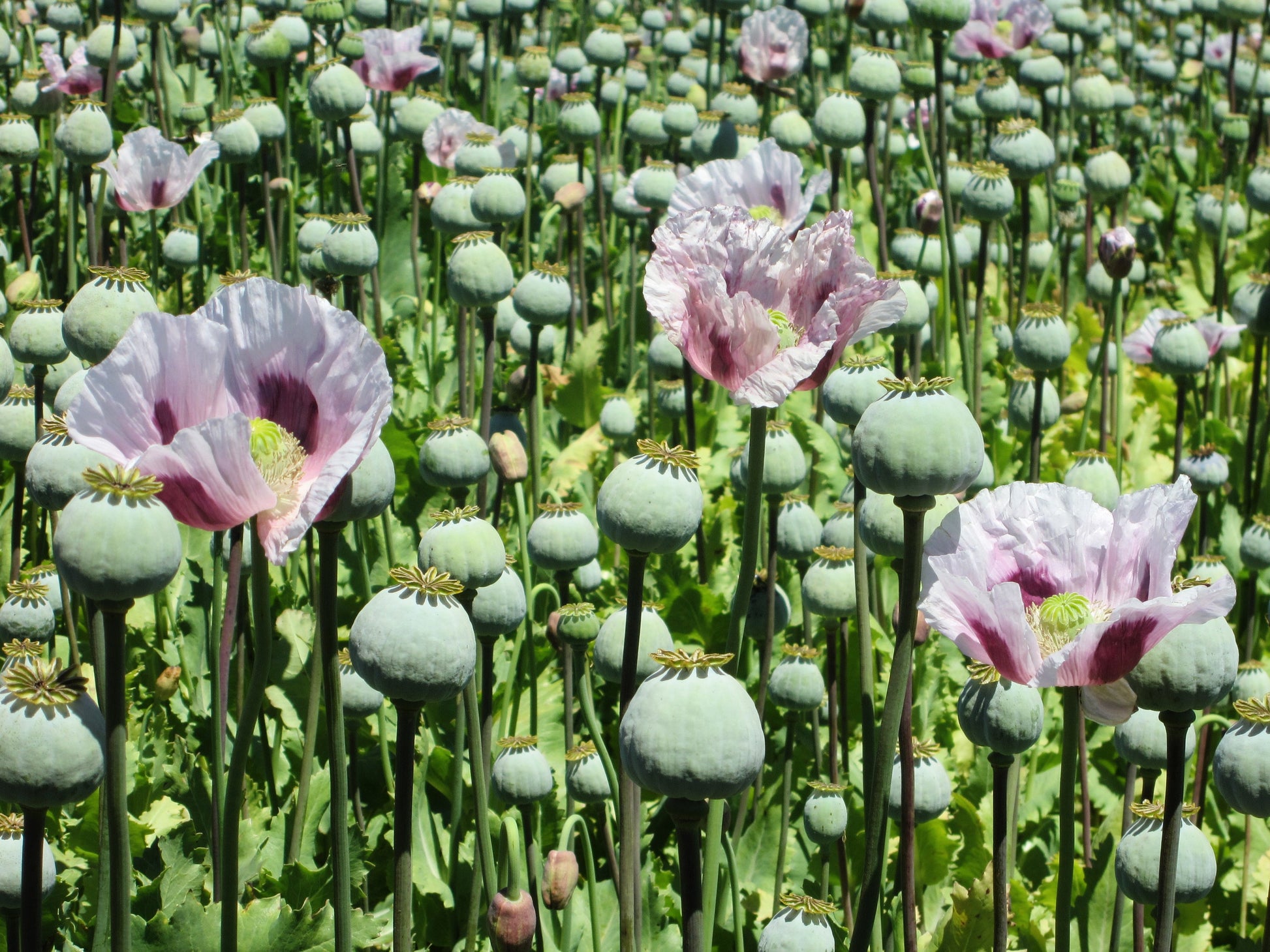 flower seeds tasmania 350 TASMANIAN Purple & White POPPY Papaver Somniferum Flower Seeds – Seedville USA