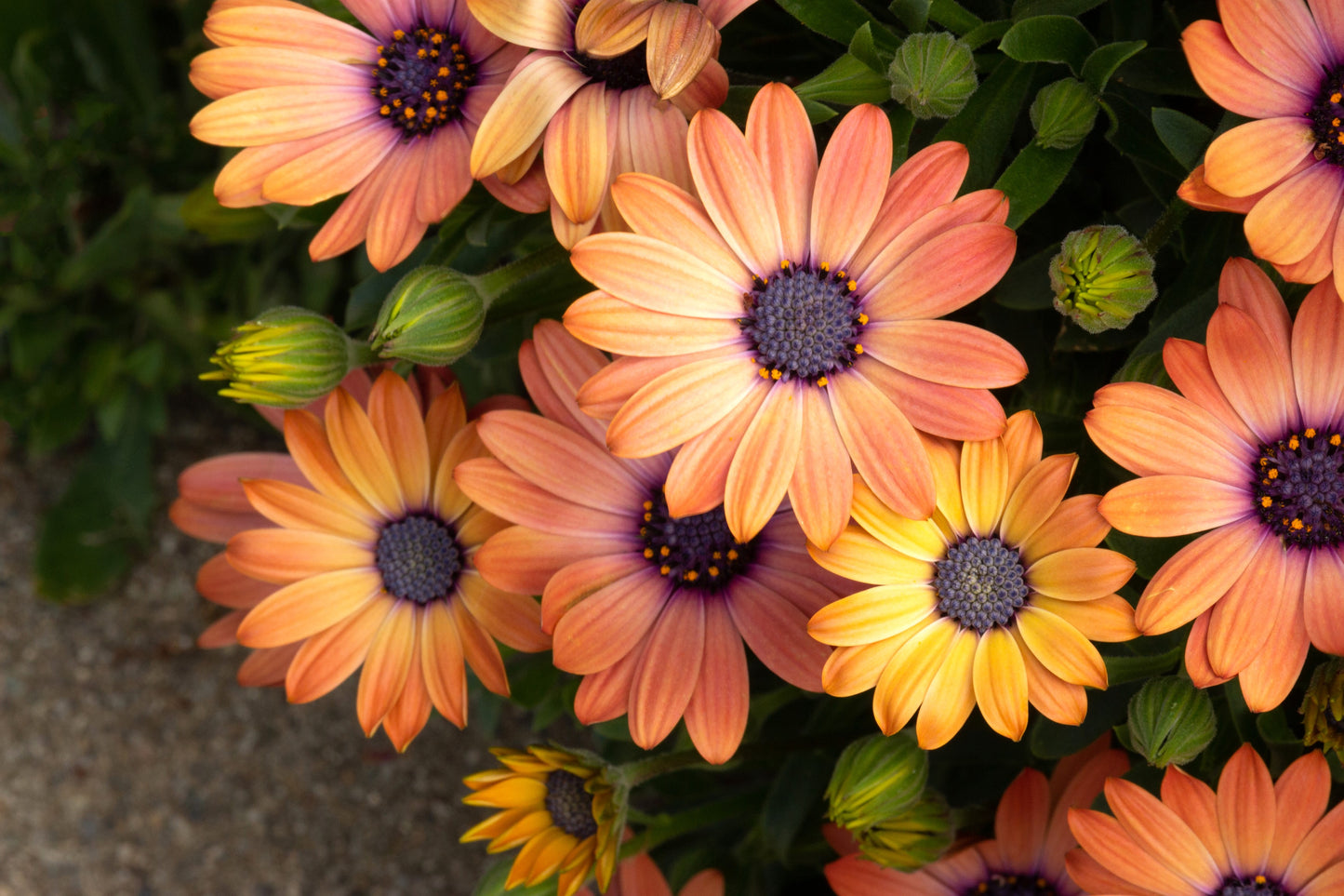 25 SALMON AFRICAN DAISY Dimorphotheca Sinuata Apricot Flower Seeds