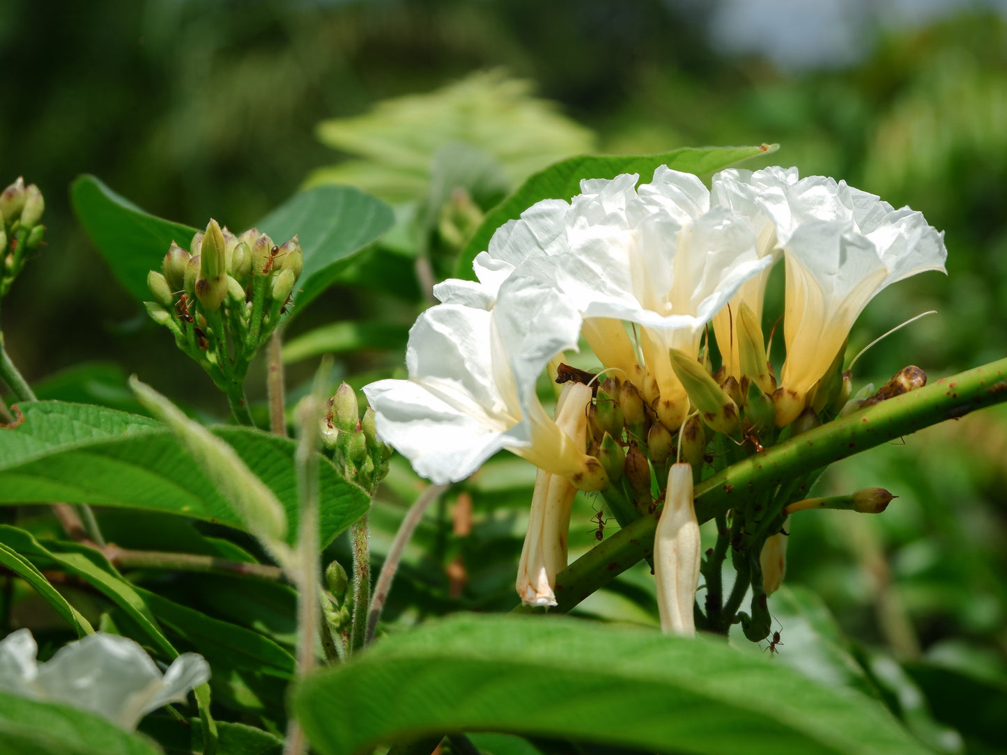 10 White CHRISTMAS VINE Turbina Flower Rivea Ipomoea Corymbosa Seeds