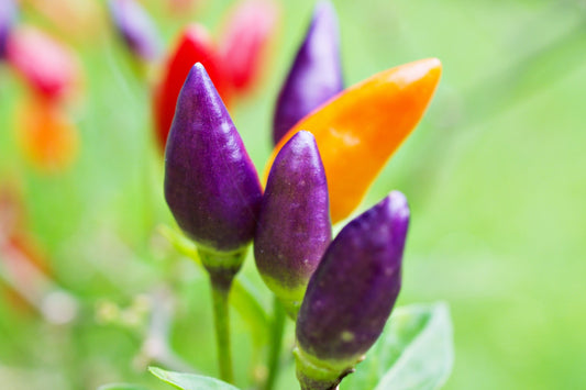 50 Variegated PURPLE TIGER PEPPER Trifetti Tricolor Capsicum Annuum Medium Hot Vegetable Seeds
