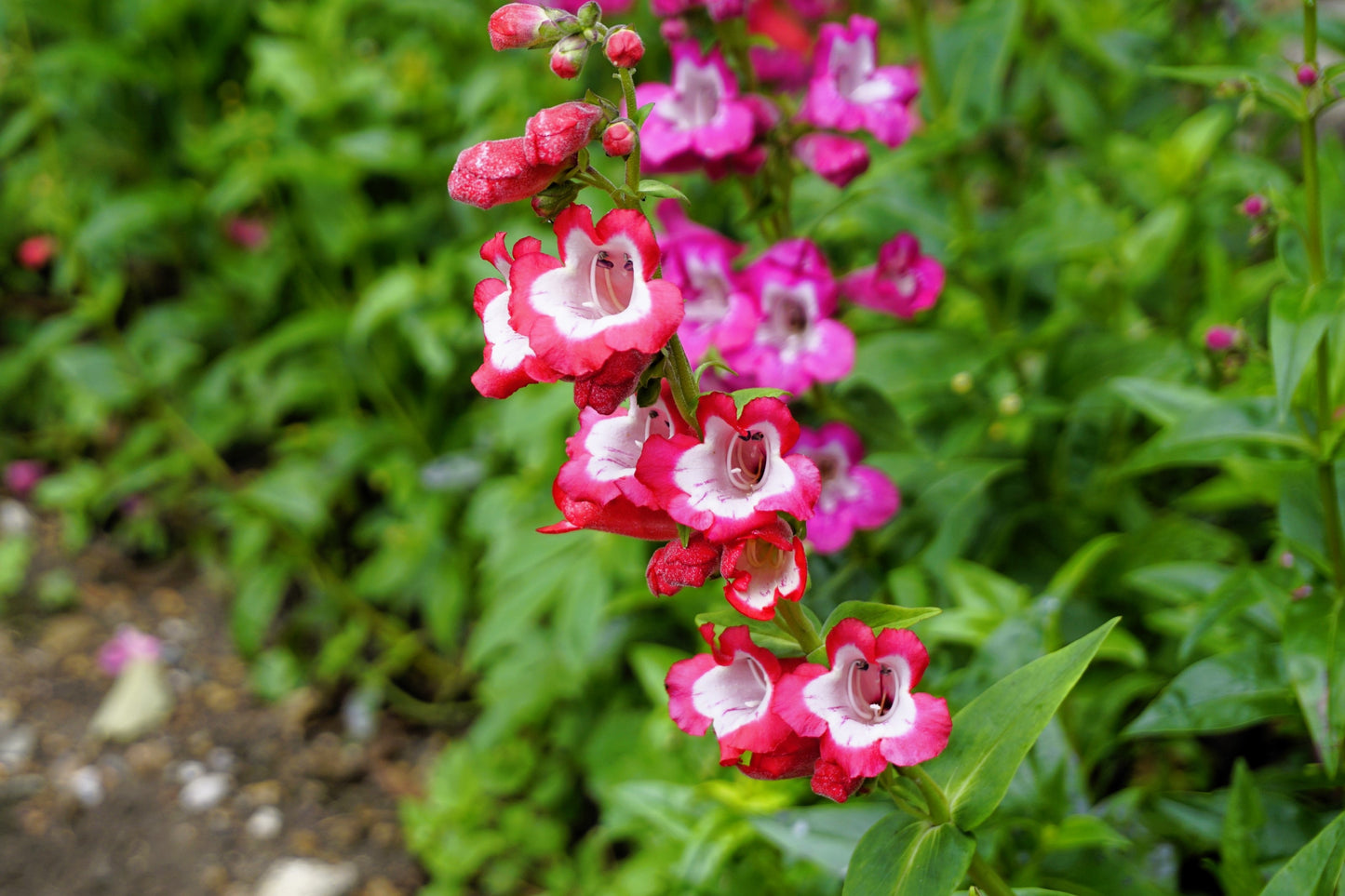 10 SCARLET PENSTEMON Hartwegii Beardtongue Red & White Flower Seeds