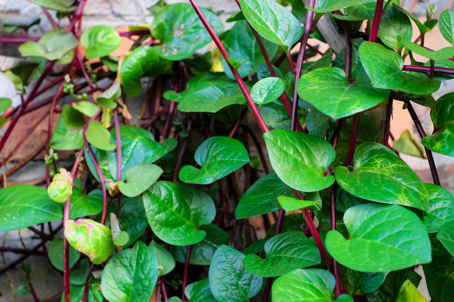 50 RED Stem MALABAR SPINACH Red Vine Ceylon Basella Alba Rubra Vegetable Seeds