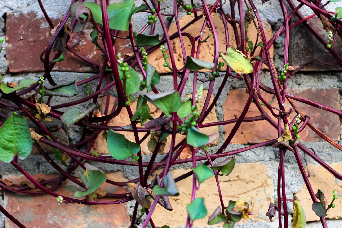 50 RED Stem MALABAR SPINACH Red Vine Ceylon Basella Alba Rubra Vegetable Seeds