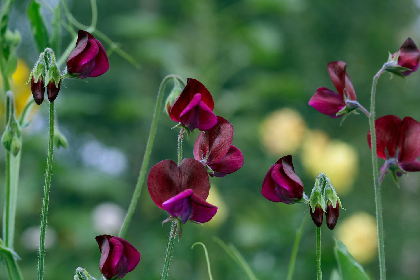 20 Royal MAROON SWEET PEA Lathyrus Odoratus Vine Dark Red Fragrant Flower Seeds