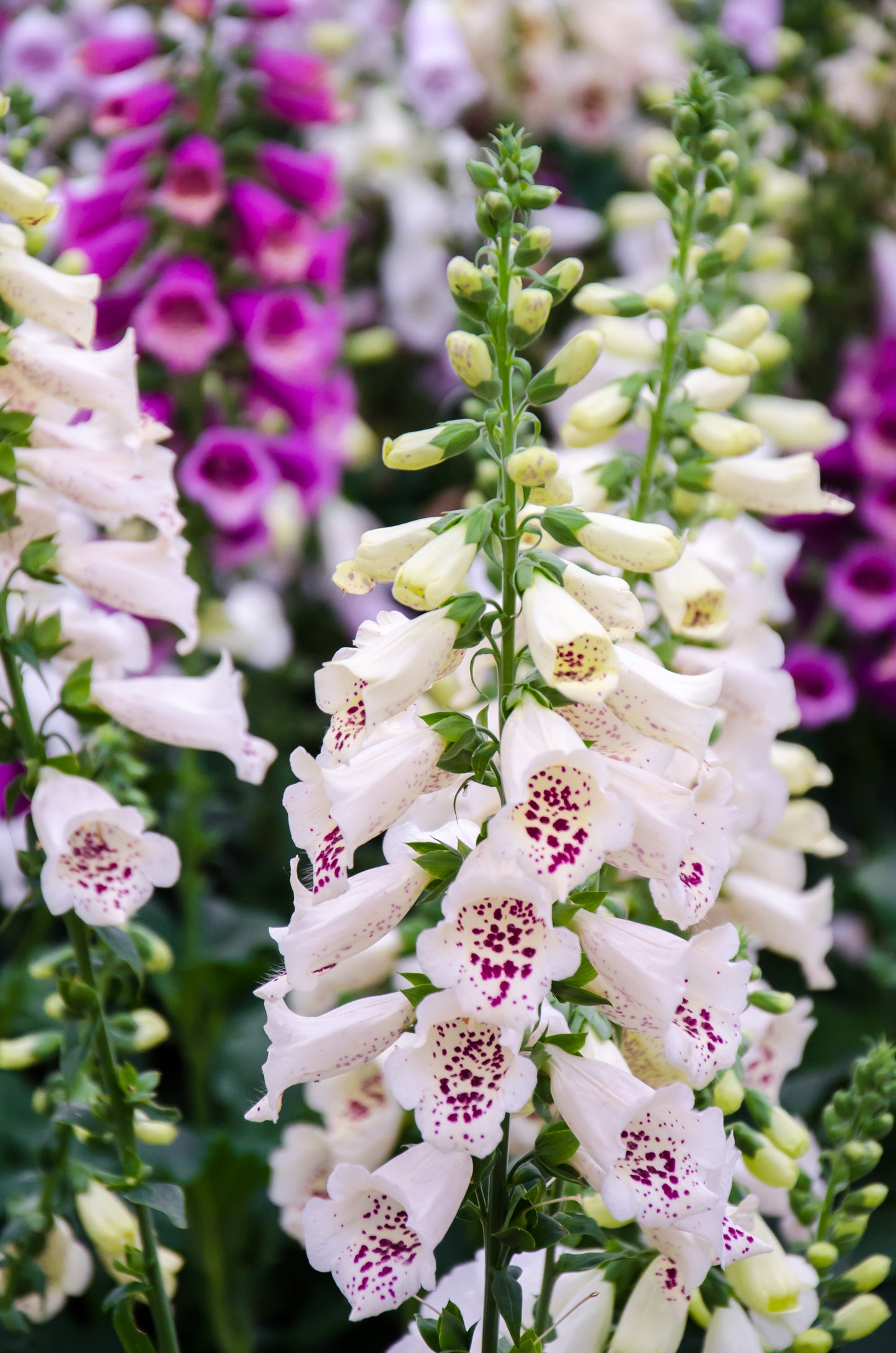 1000 Seeds MIXED FOXGLOVE Digitalis Purpurea Flower Seeds