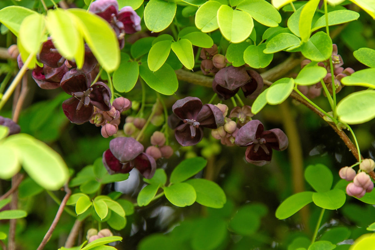 100 - 1000 Bulk CHOCOLATE VINE Edible Fruit Akebia Quinata Fragrant Flower Seeds