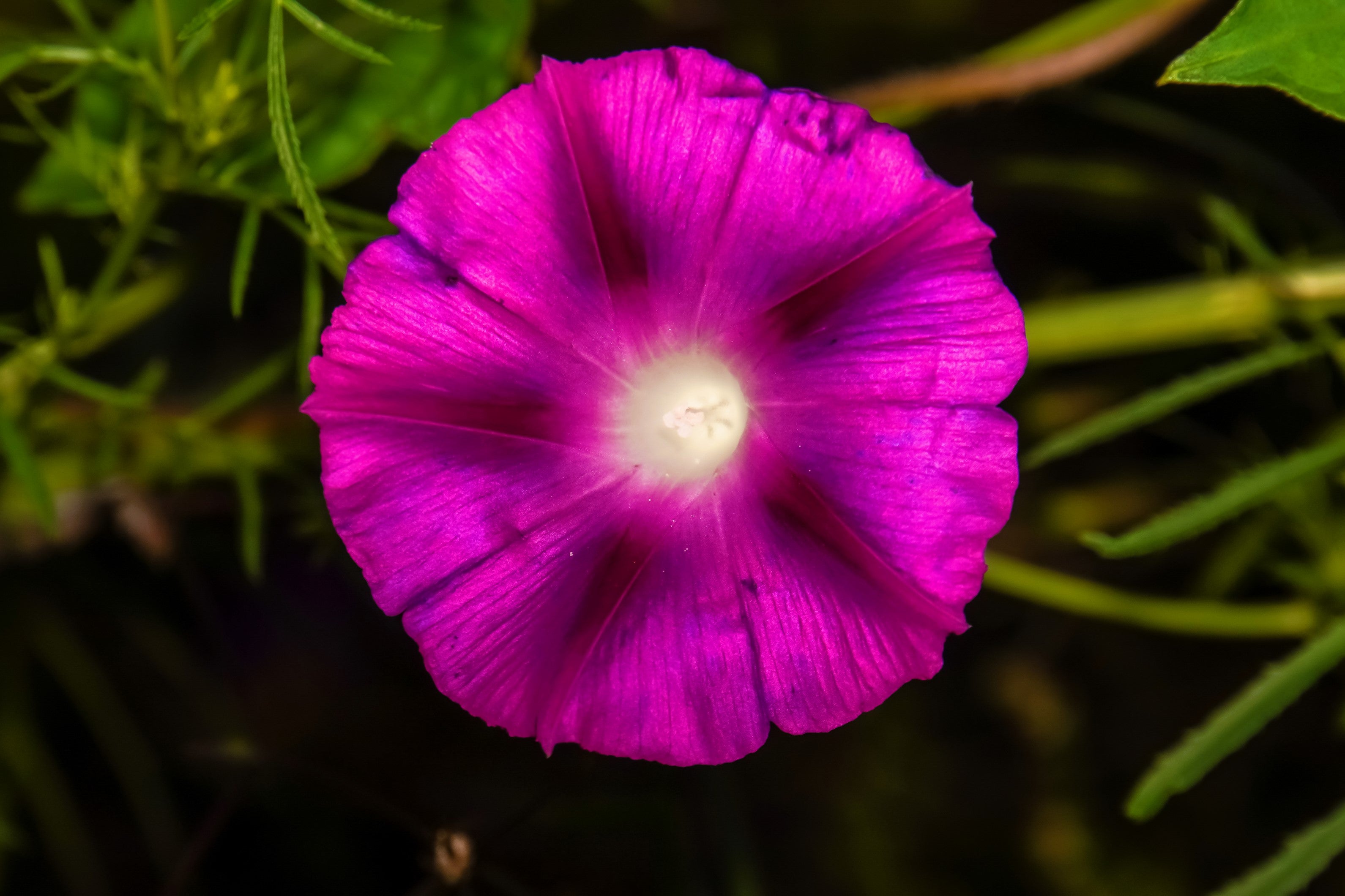 50 Mixed JAPANESE MORNING GLORY Ipomoea Nil Flower Vine Color Mix