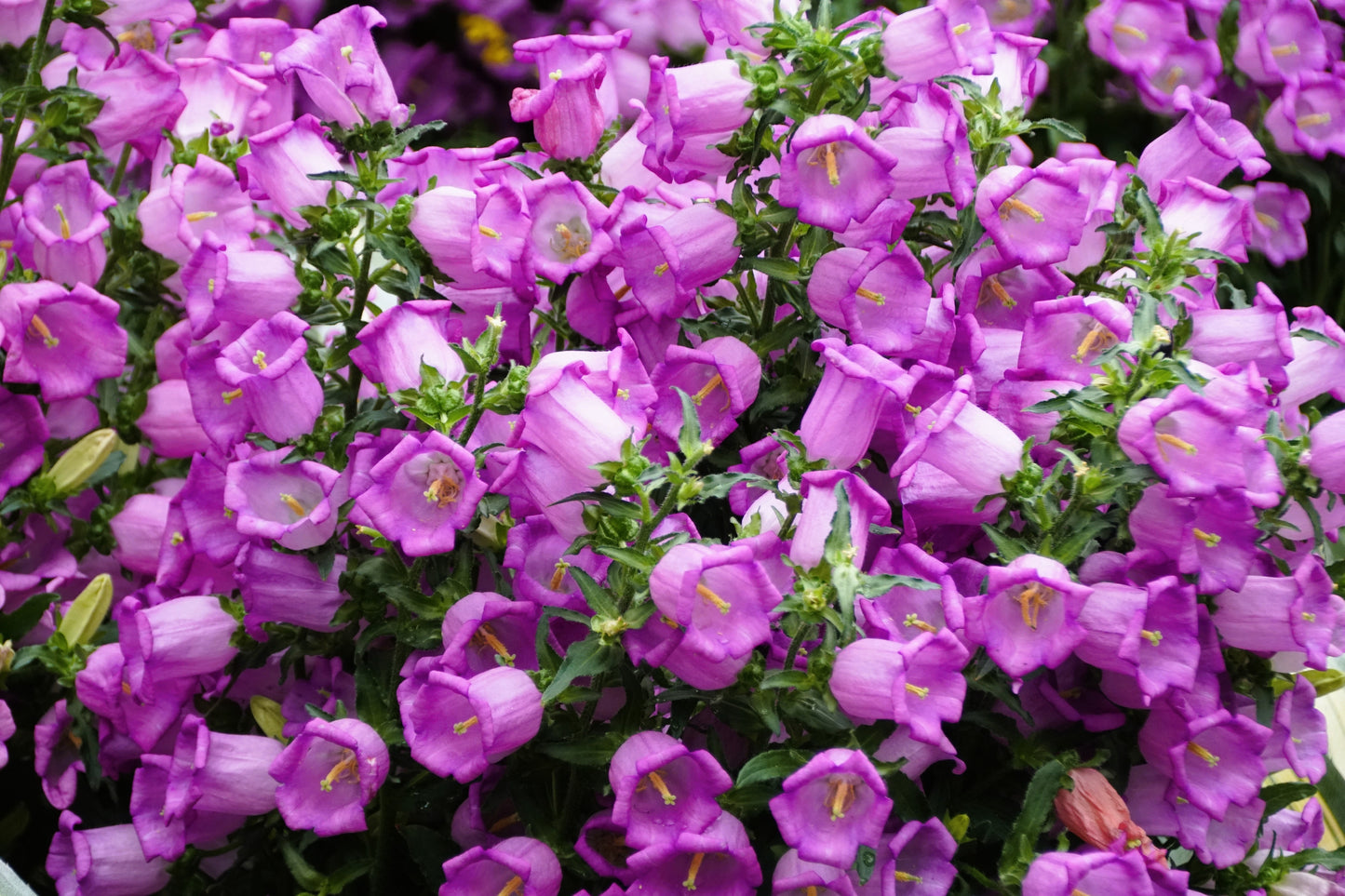 150 Mixed Colors CUP & SAUCER (Canterbury Bells) Campanula Medium Flower Seeds