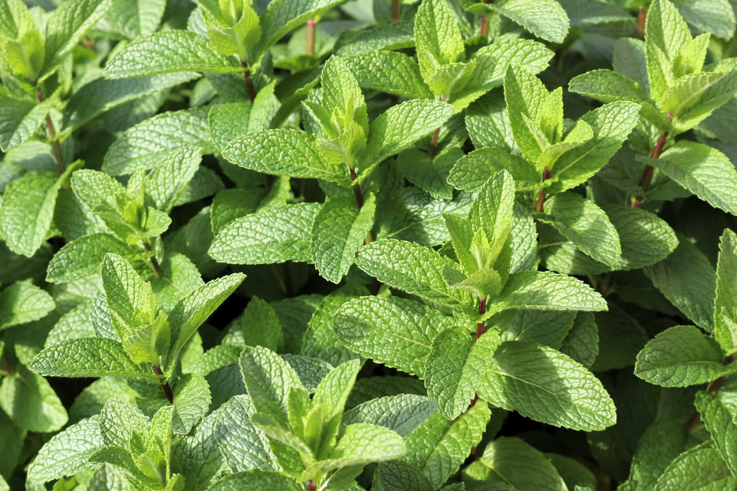 50 WHITE WOOD MINT Mentha Arvensis Wild Field Herb Flower Seeds