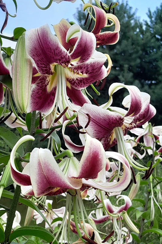 5 NEPAL LILY Green & Maroon Lilium Nepalense Fragrant Flower Seeds