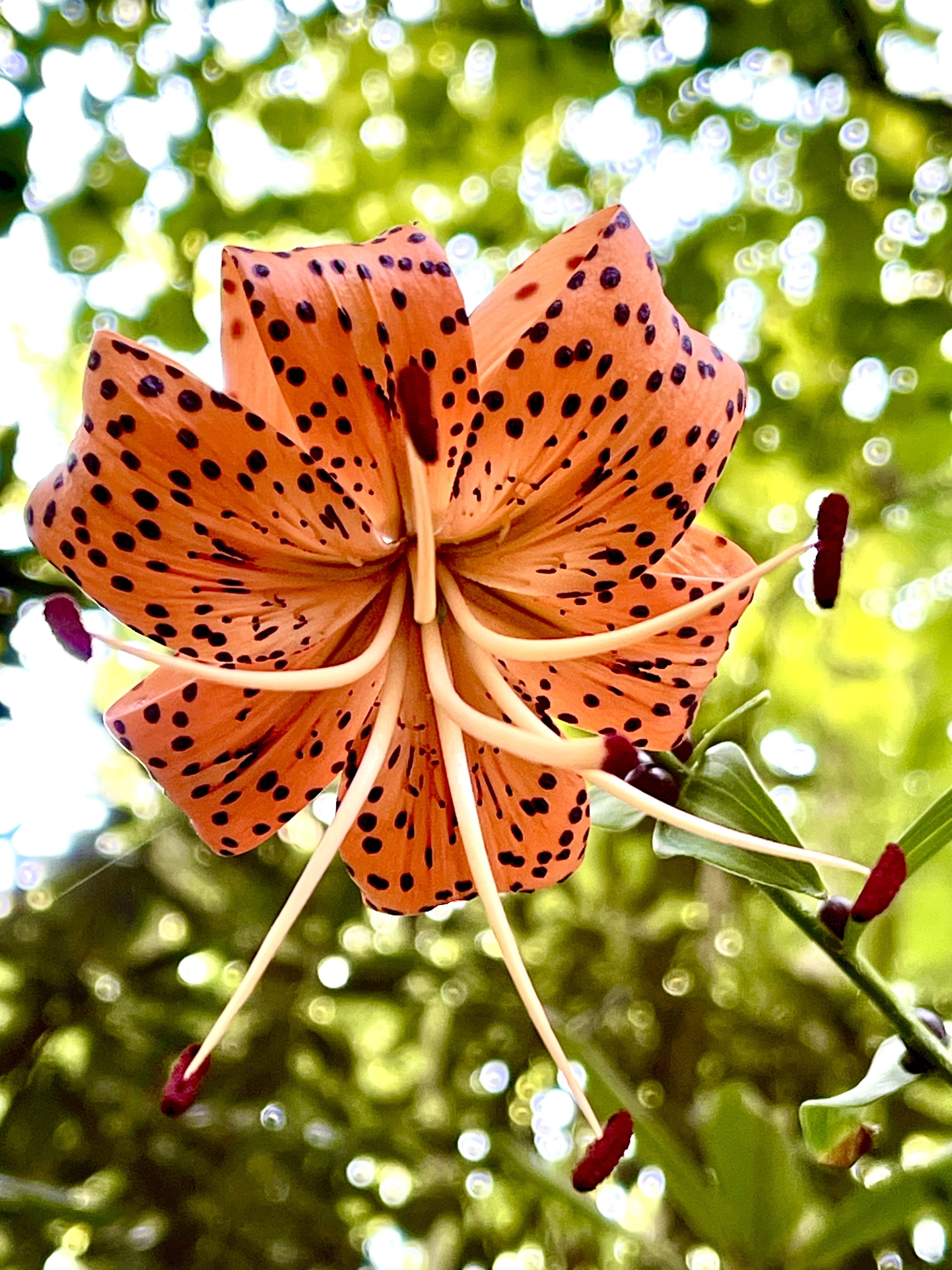 20 Orange TURKS CAP Tiger LILY Lilium Superbum Heirloom Native