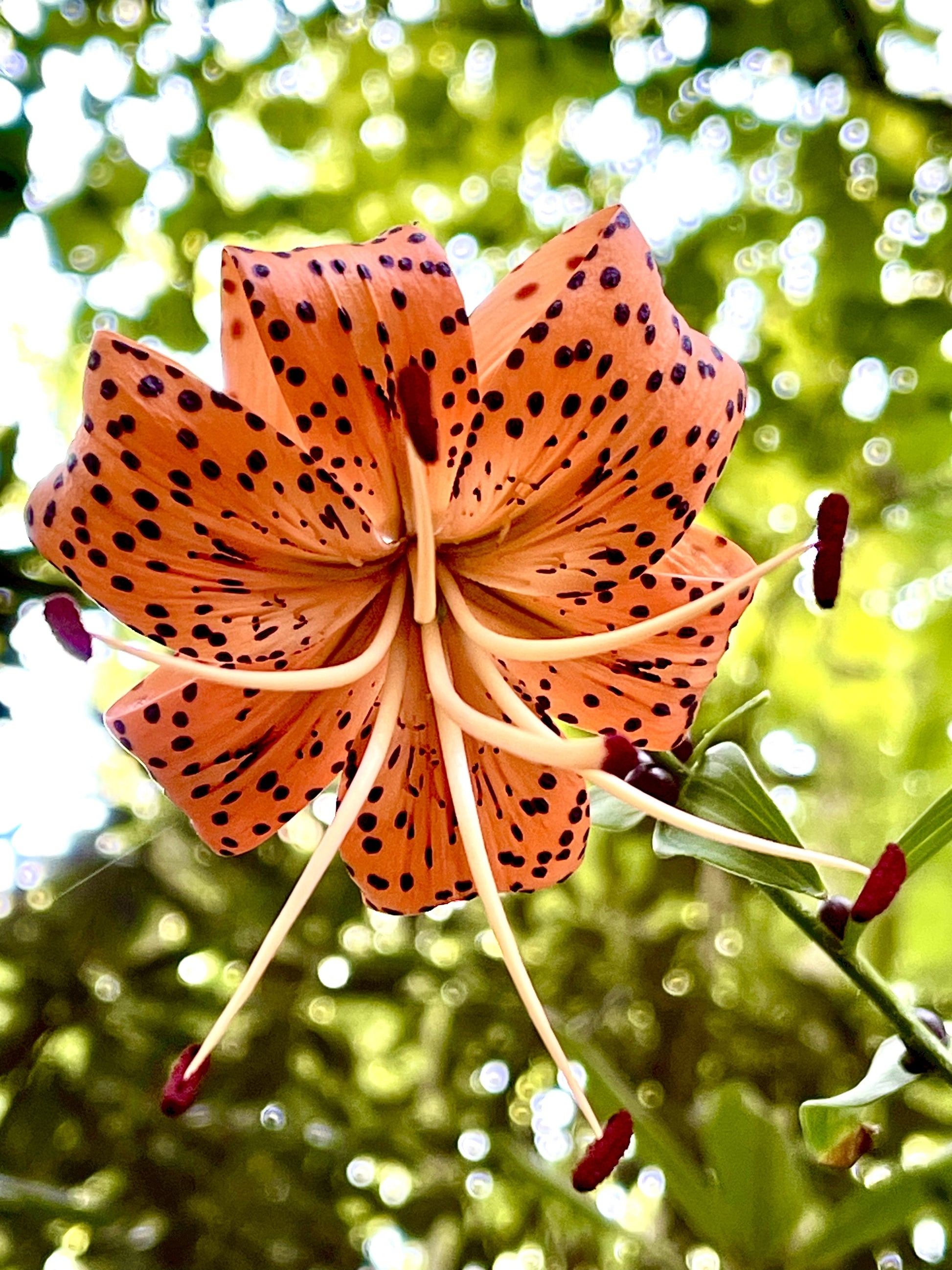 burnt orange tiger lilies 20 Orange TURKS CAP Tiger LILY Lilium Superbum Heirloom Native Perennial Flower Seeds