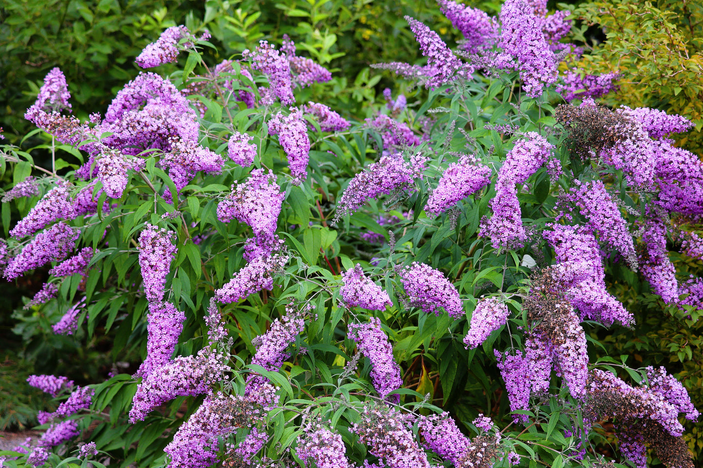 100 MIXED Colors BUTTERFLY BUSH Buddleja Davidii Flower Shrub Seeds