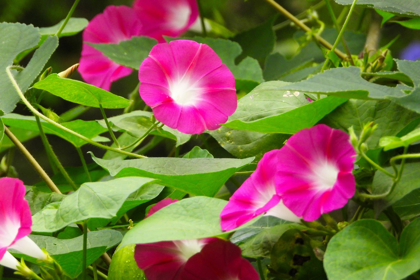 50 SCARLET O'Hara MORNING GLORY Red Ipomoea Nil Flower Vine Seeds