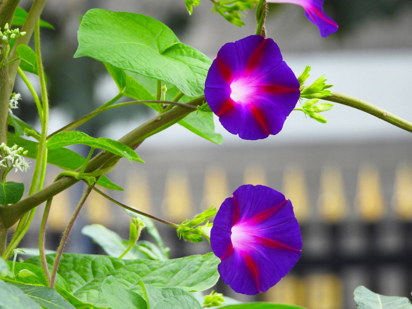 50 Mixed JAPANESE MORNING GLORY Ipomoea Nil Flower Vine Color Mix Bicolor Tricolor Blue Red White Pink Purple Violet Seeds