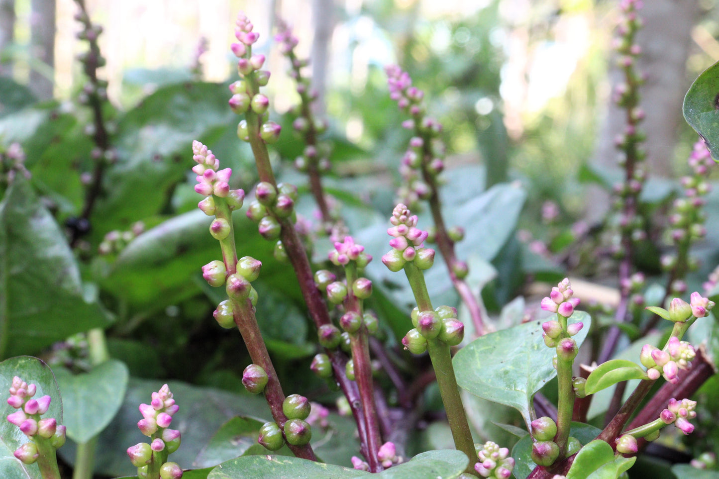 50 RED Stem MALABAR SPINACH Red Vine Ceylon Basella Alba Rubra Vegetable Seeds