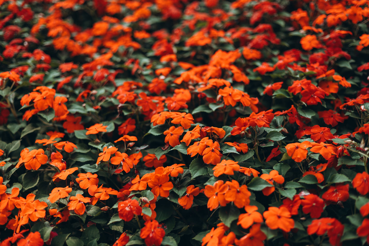 50 DWARF ORANGE IMPATIENS Walleriana Part Sun or Full Shade Flower Seeds