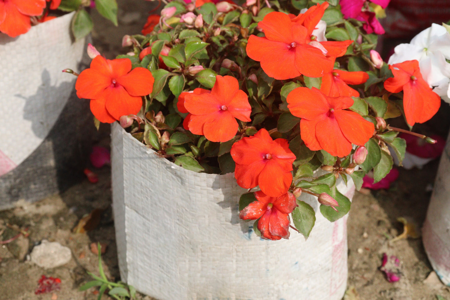 50 DWARF ORANGE IMPATIENS Walleriana Part Sun or Full Shade Flower Seeds