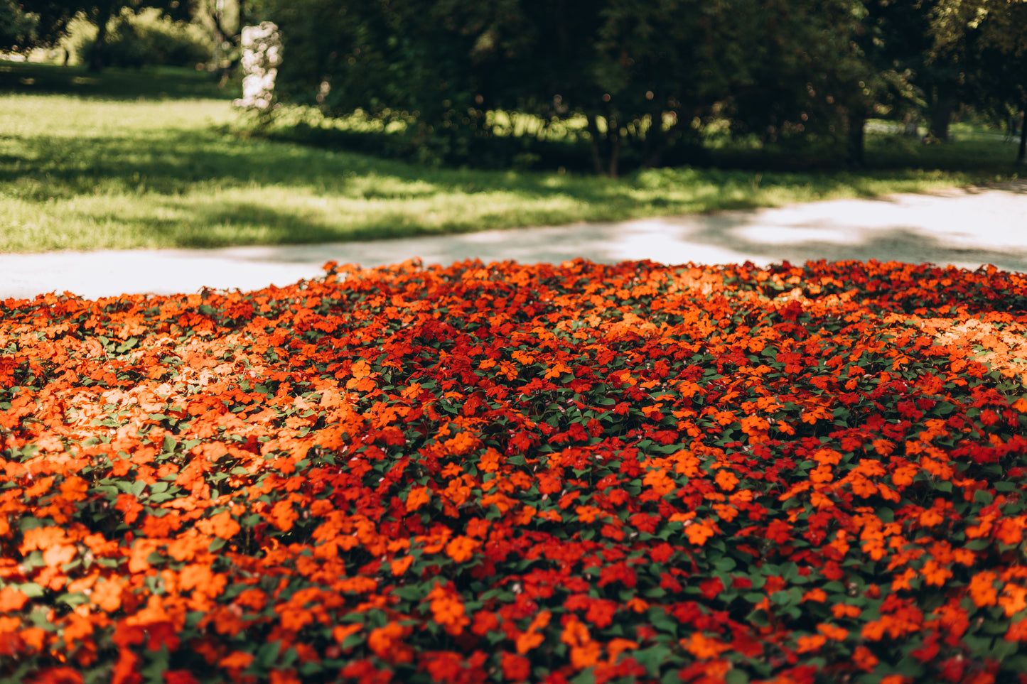 50 DWARF ORANGE IMPATIENS Walleriana Part Sun or Full Shade Flower Seeds