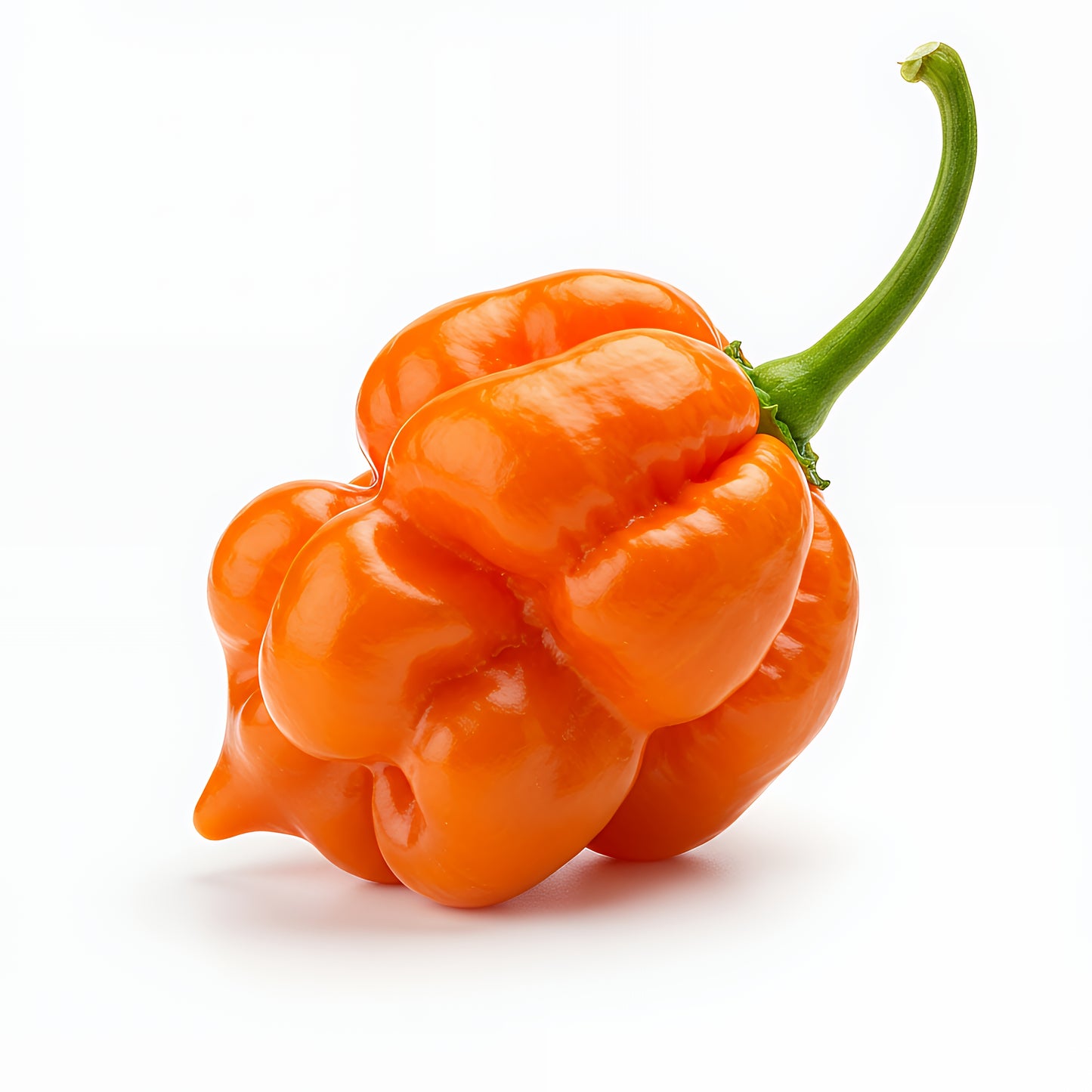 40 Orange SCOTCH BONNET PEPPER very hot Jamaican Capsicum Chinense Vegetable Seeds