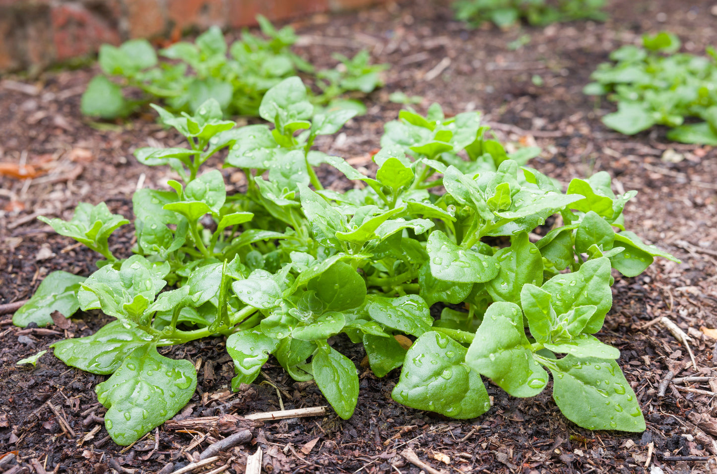 60 NEW ZEALAND SPINACH Tetragonia Tetragonioides Vegetable Greens Seeds