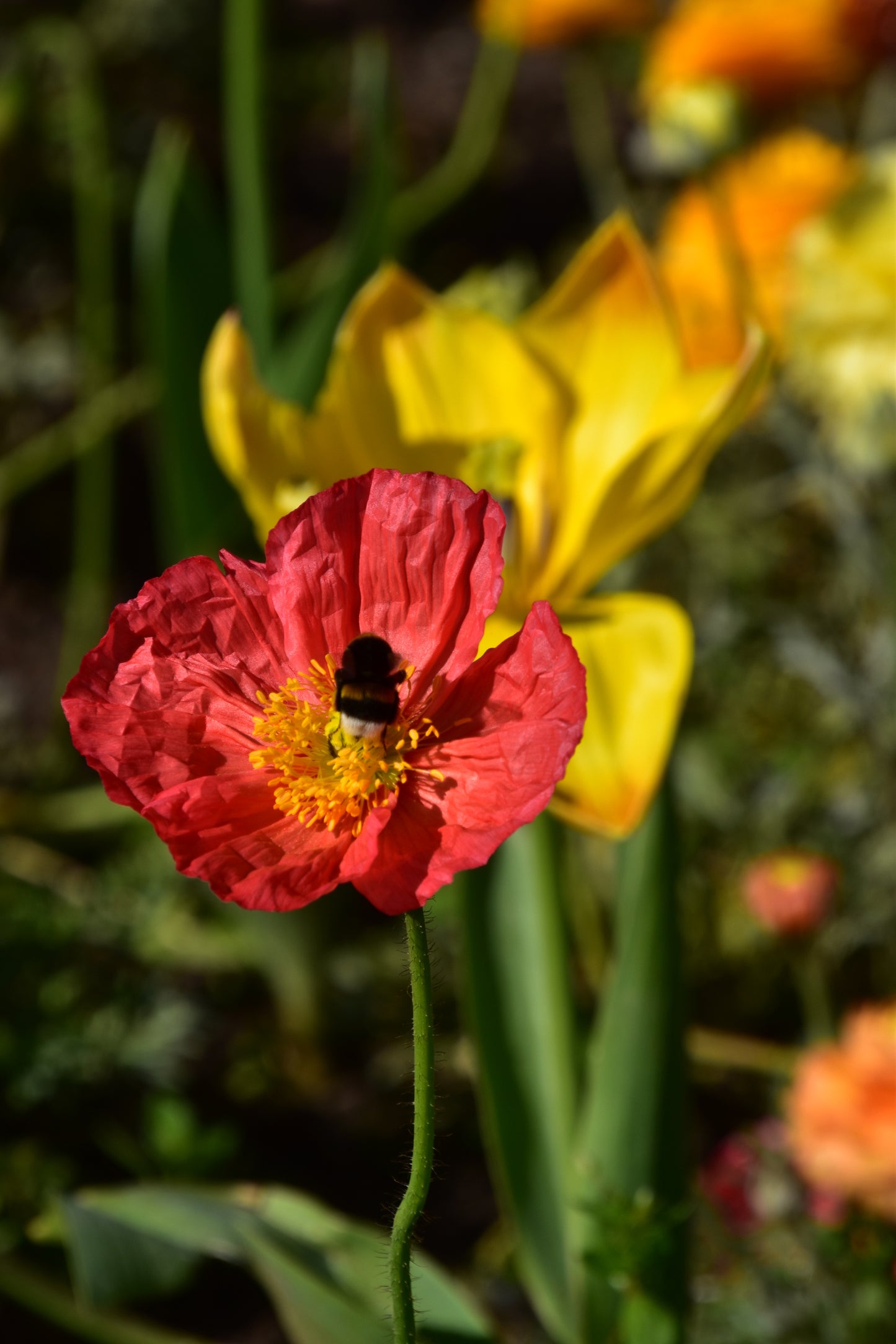 2500 ICELAND POPPY MIX Papaver Nudicaule Mixed Colors Flower Seeds