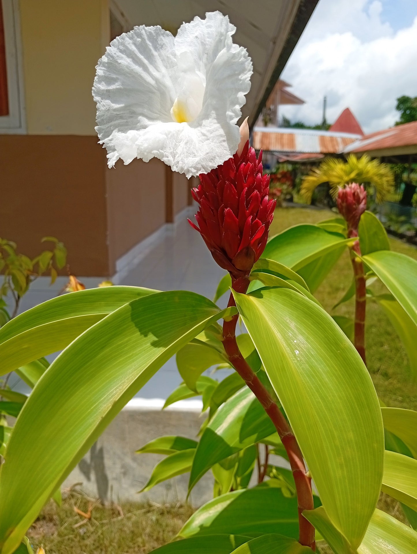 10 CREPE GINGER Hellenia Speciosa Cheilocostus Costus Red & White Wild Spiral Flag Flower Seeds