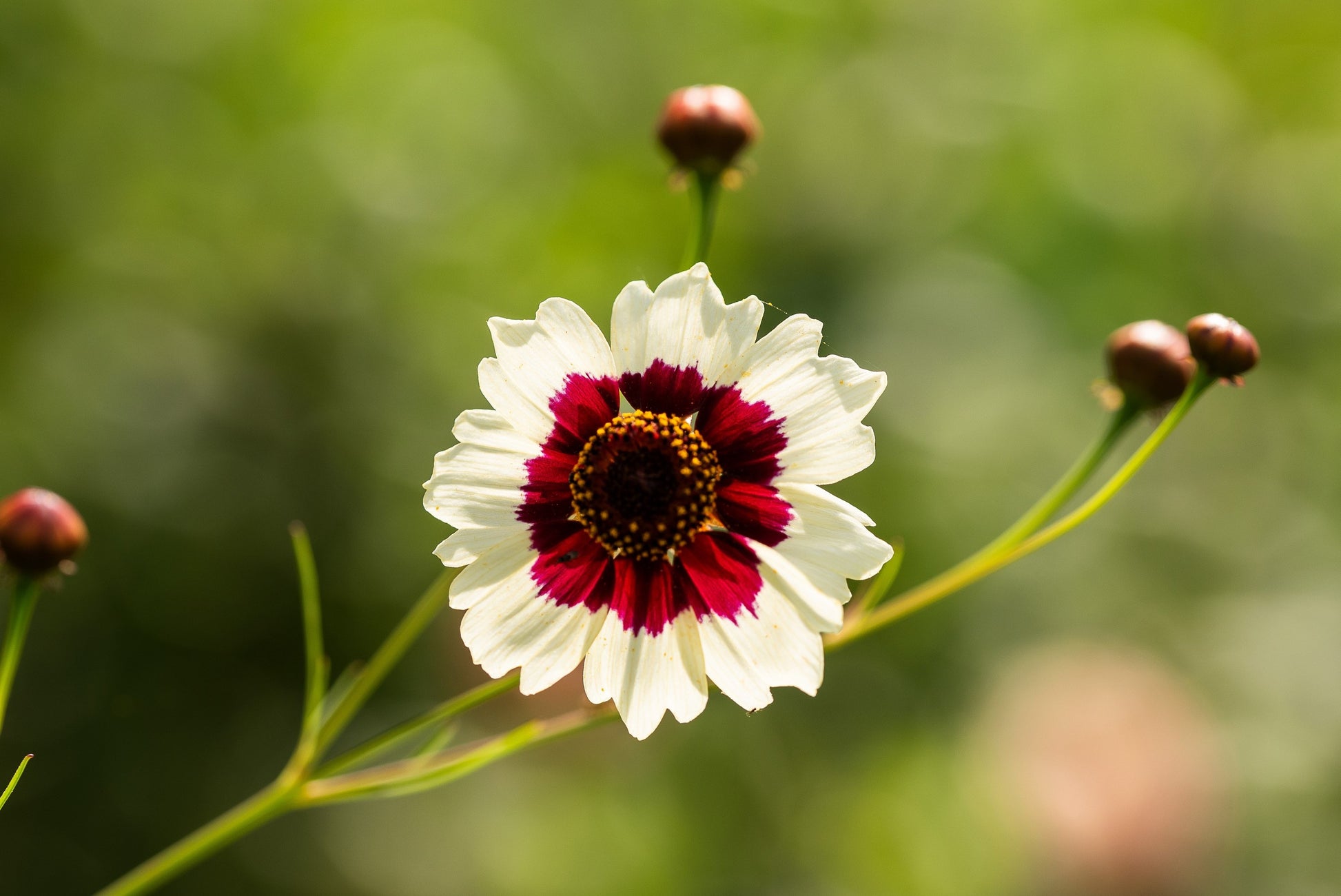 tick seed flower 30 INCREDIBLE SWIRL COREOPSIS White & Burgundy Red Tickseed Flower See – Seedville USA