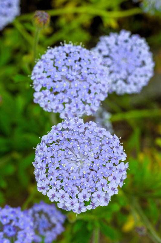 100 Organic BLUE LACE FLOWER aka Didiscus & Island Daisy Trachymene Coerulea Flower Seeds