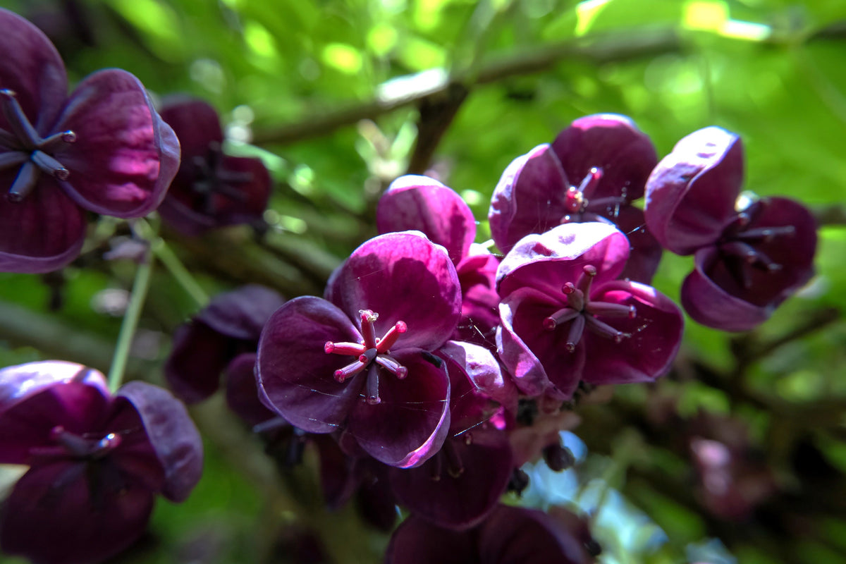 100 - 1000 Bulk CHOCOLATE VINE Edible Fruit Akebia Quinata Fragrant Flower Seeds