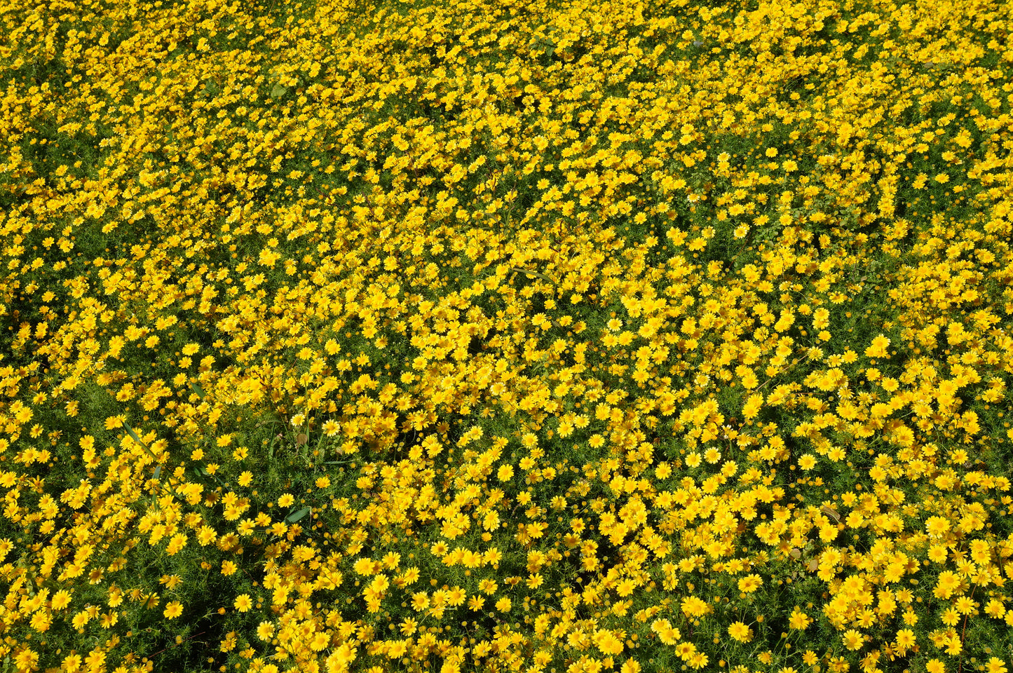 500 YELLOW CHRYSANTHEMUM Flower Seeds