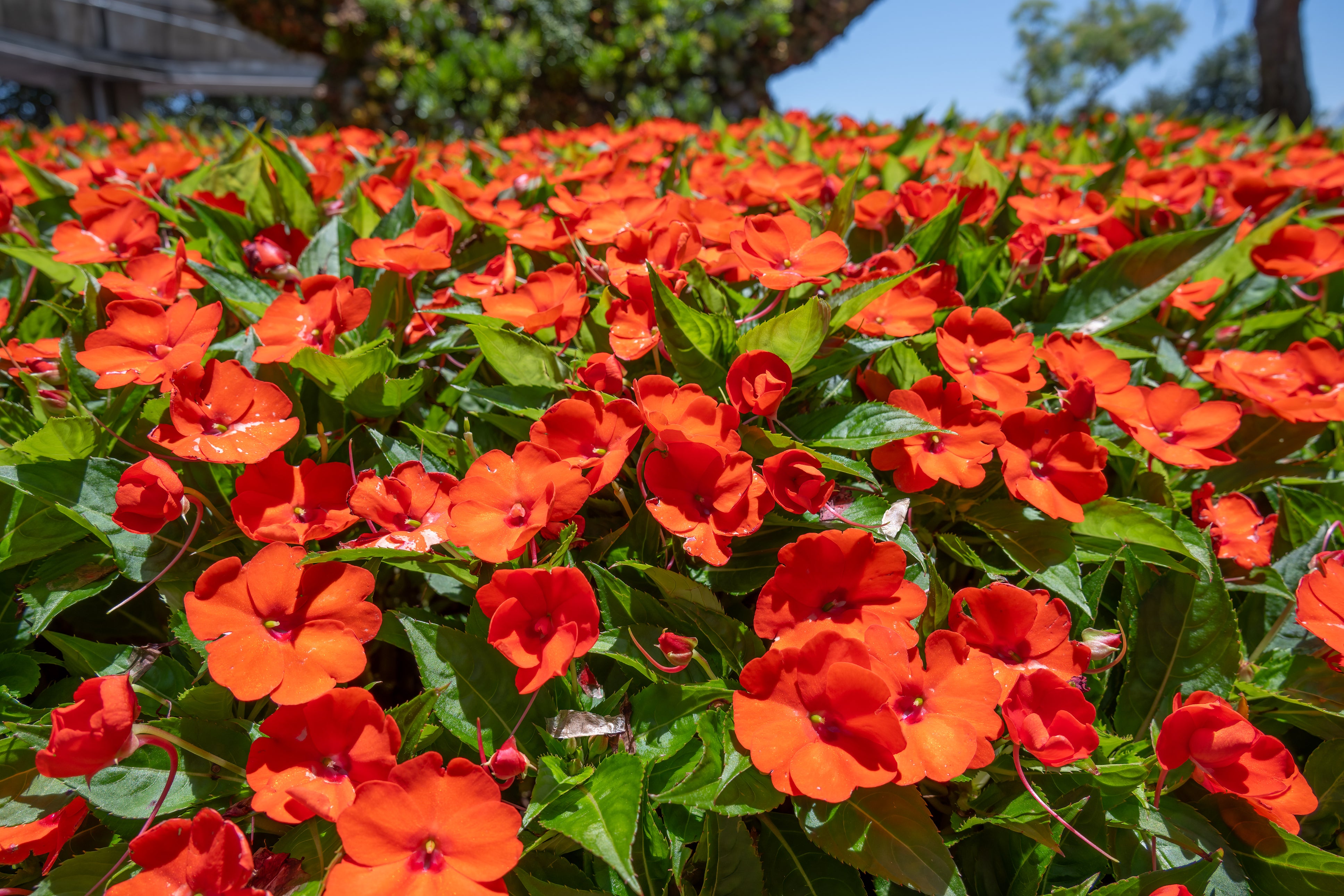 50 DWARF ORANGE IMPATIENS Walleriana Part Sun or Full Shade Flower