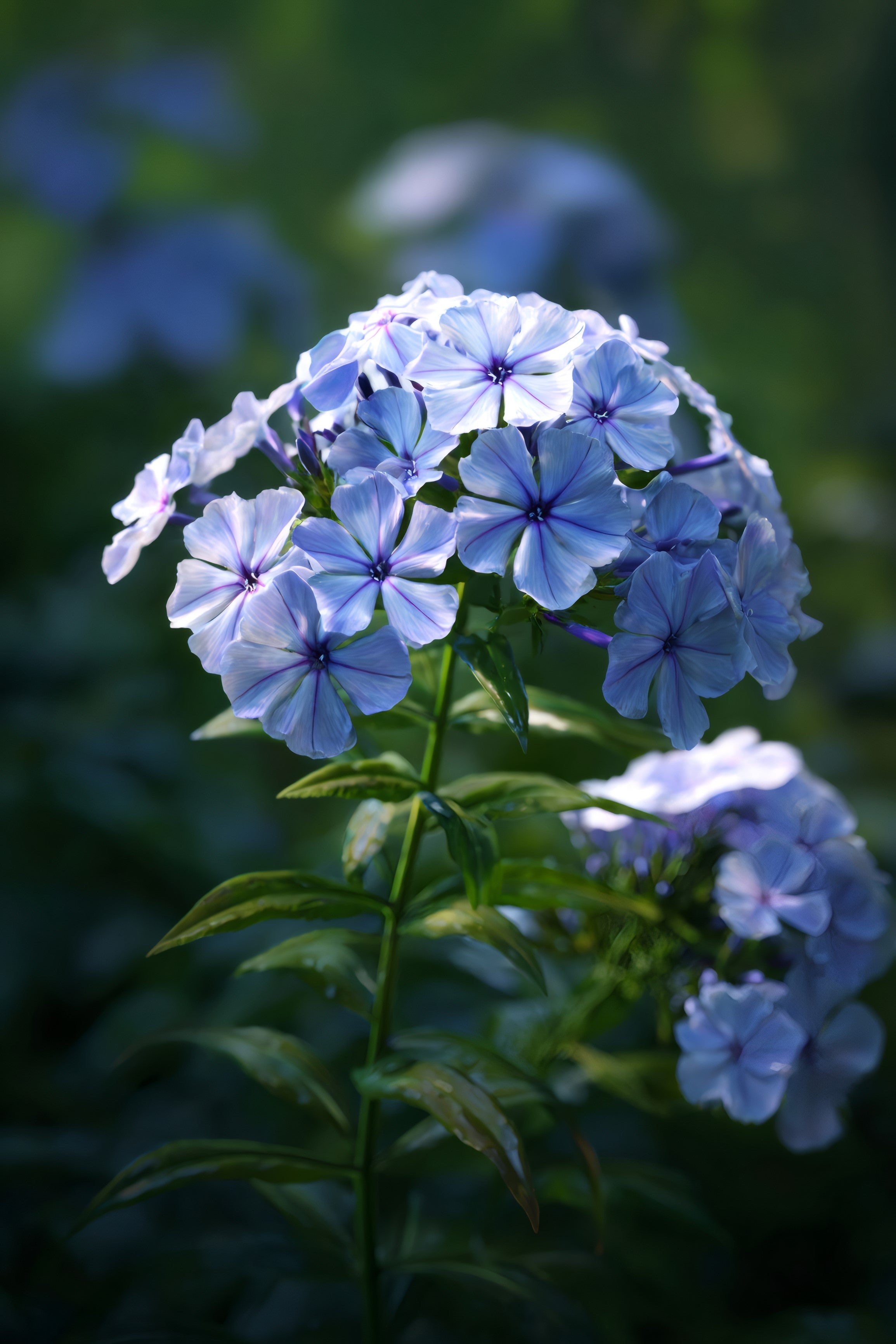250 Dwarf BEAUTY BLUE PHLOX Drummondii Nana Compacta Fragrant