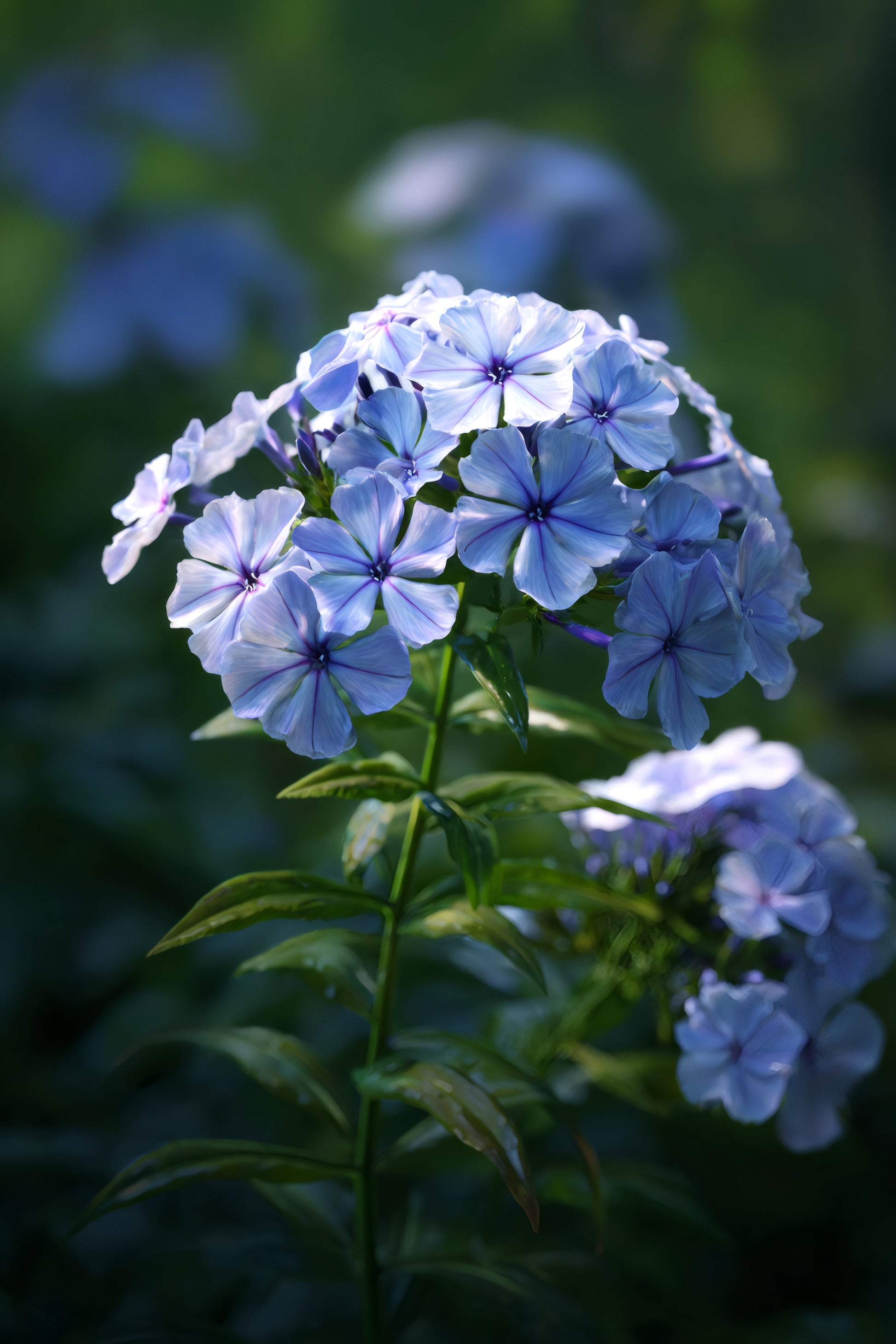 250 Dwarf BEAUTY BLUE PHLOX Drummondii Nana Compacta Fragrant Violet Blue  Flower Seeds