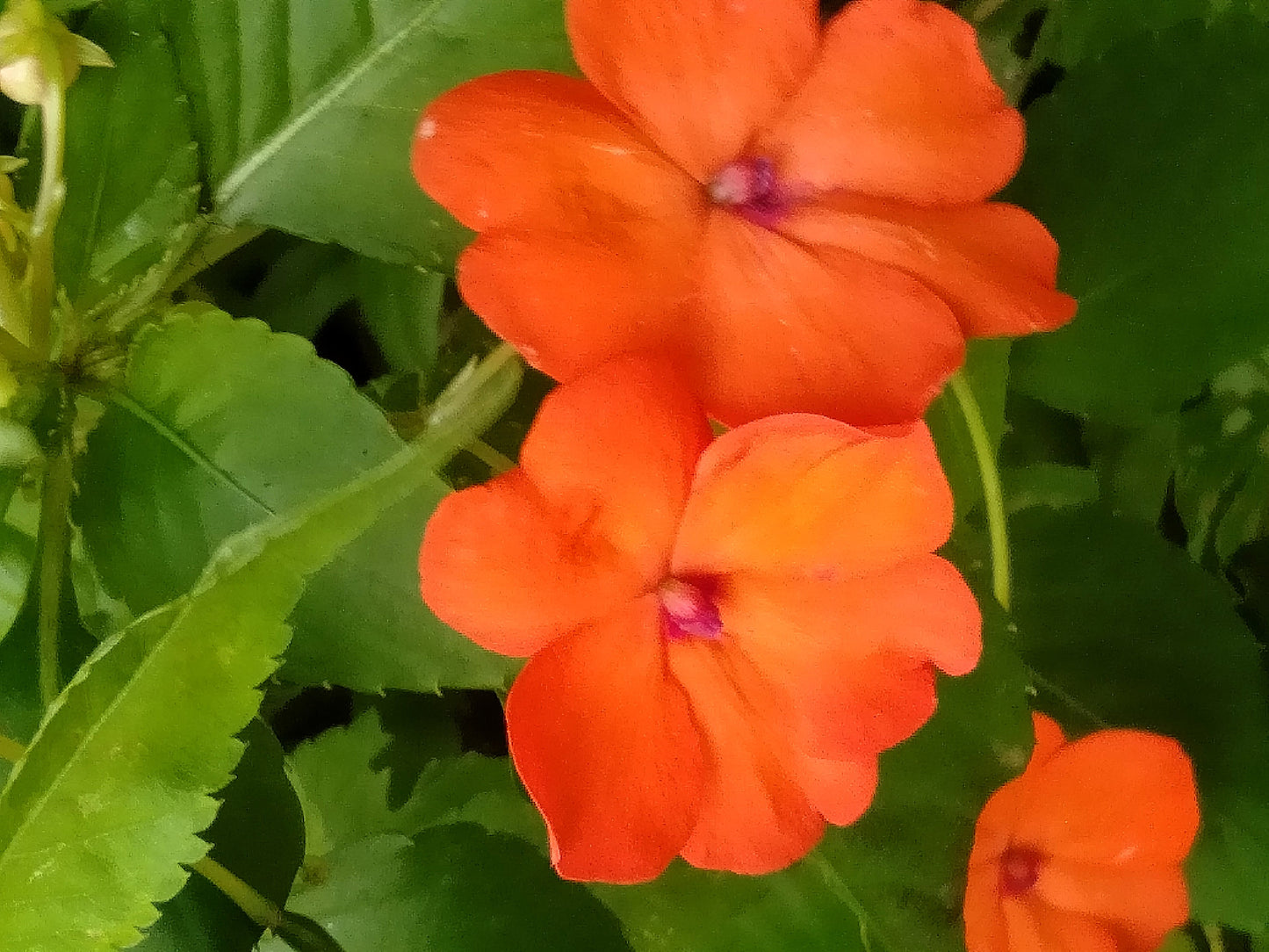 50 DWARF ORANGE IMPATIENS Walleriana Part Sun or Full Shade Flower Seeds