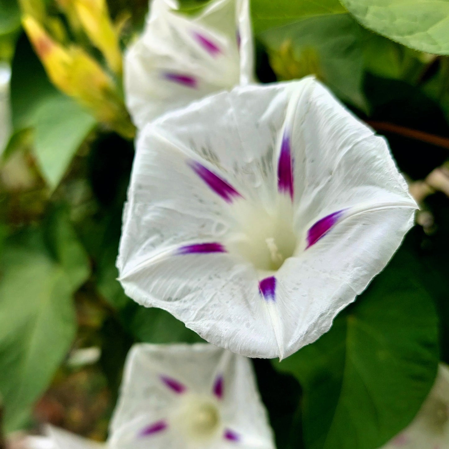 50 Mixed JAPANESE MORNING GLORY Ipomoea Nil Flower Vine Color Mix Bicolor Tricolor Blue Red White Pink Purple Violet Seeds